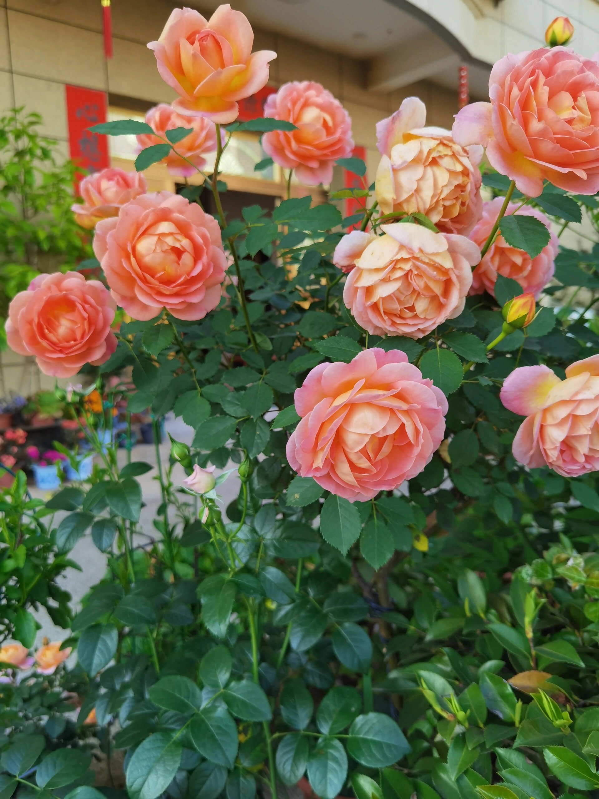 月季花夏洛特夫人 花大色艳!花多复花快!三日散!