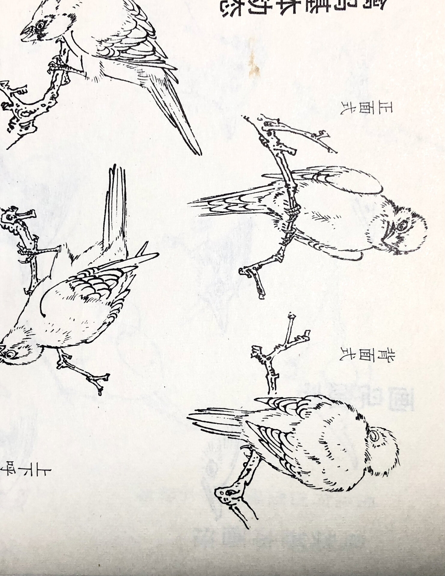鸟类画谱 禽鸟的动作形态1 国画白描线稿