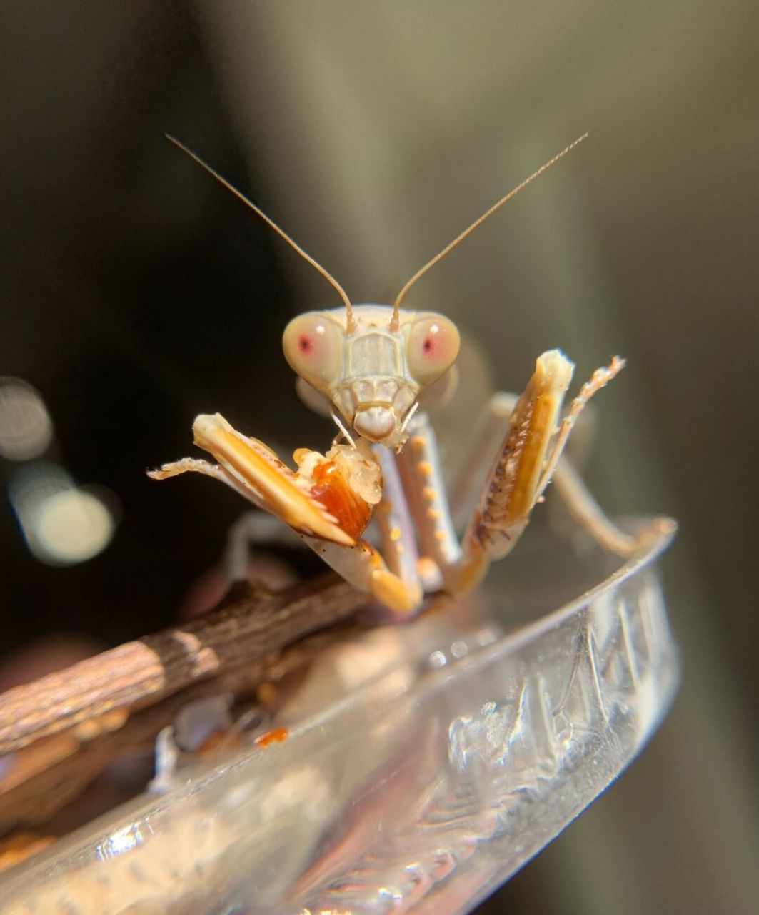 褐菱背螳 又名杂斑短背螳,短背斧螳