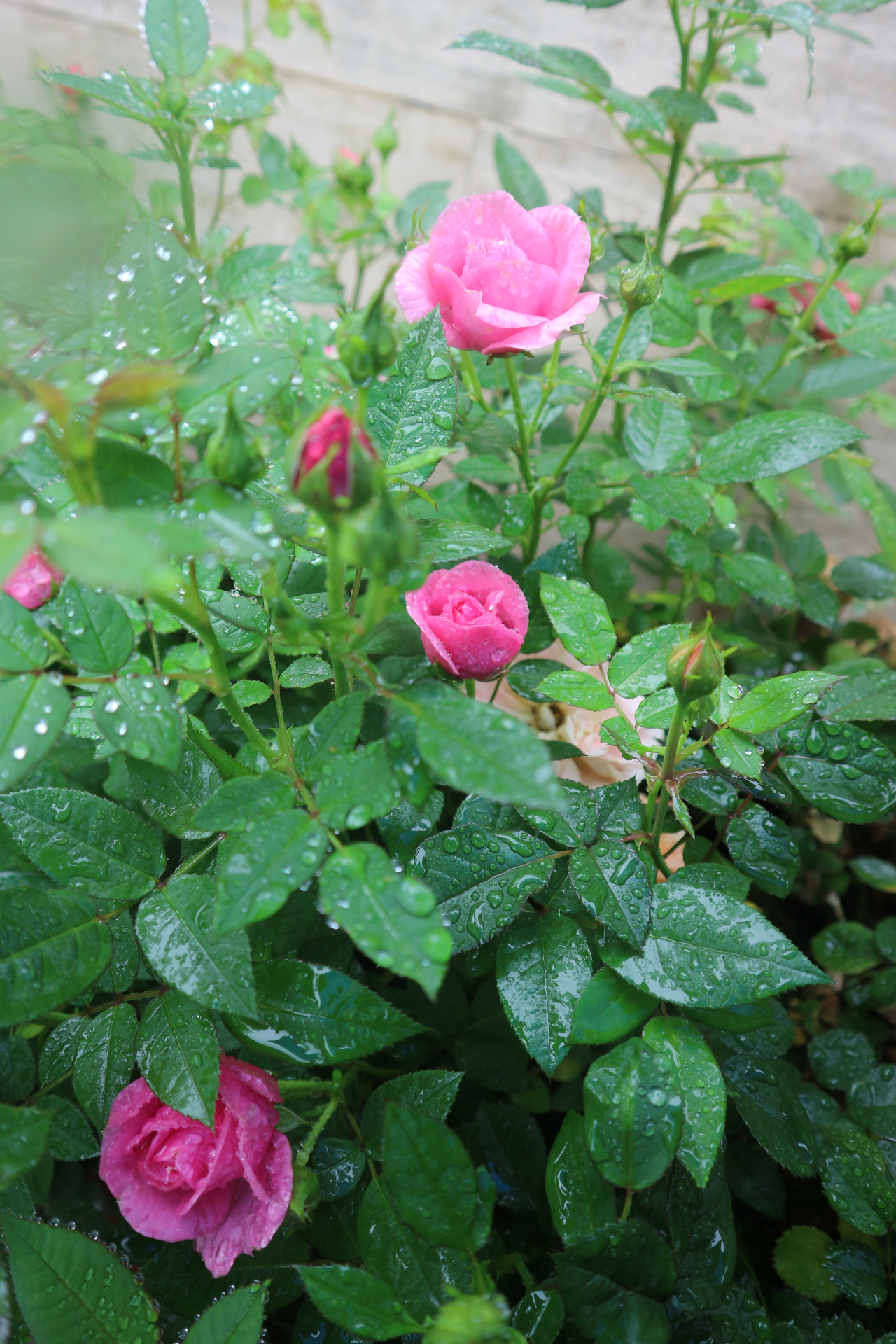 雨中花