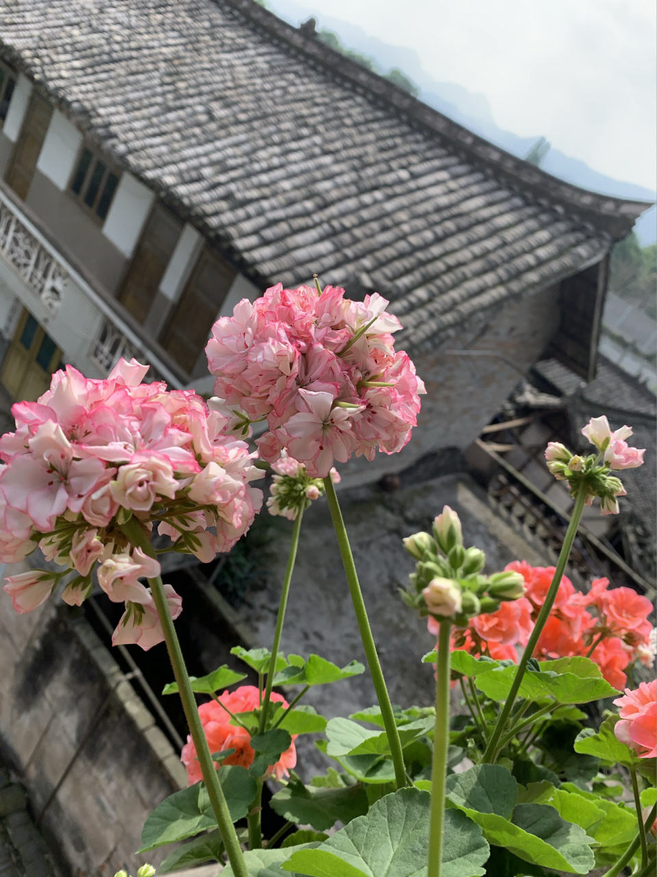 天竺葵——舞裙 舞裙是一款和棒棒糖一样的傻大个 花束直立强 可以做