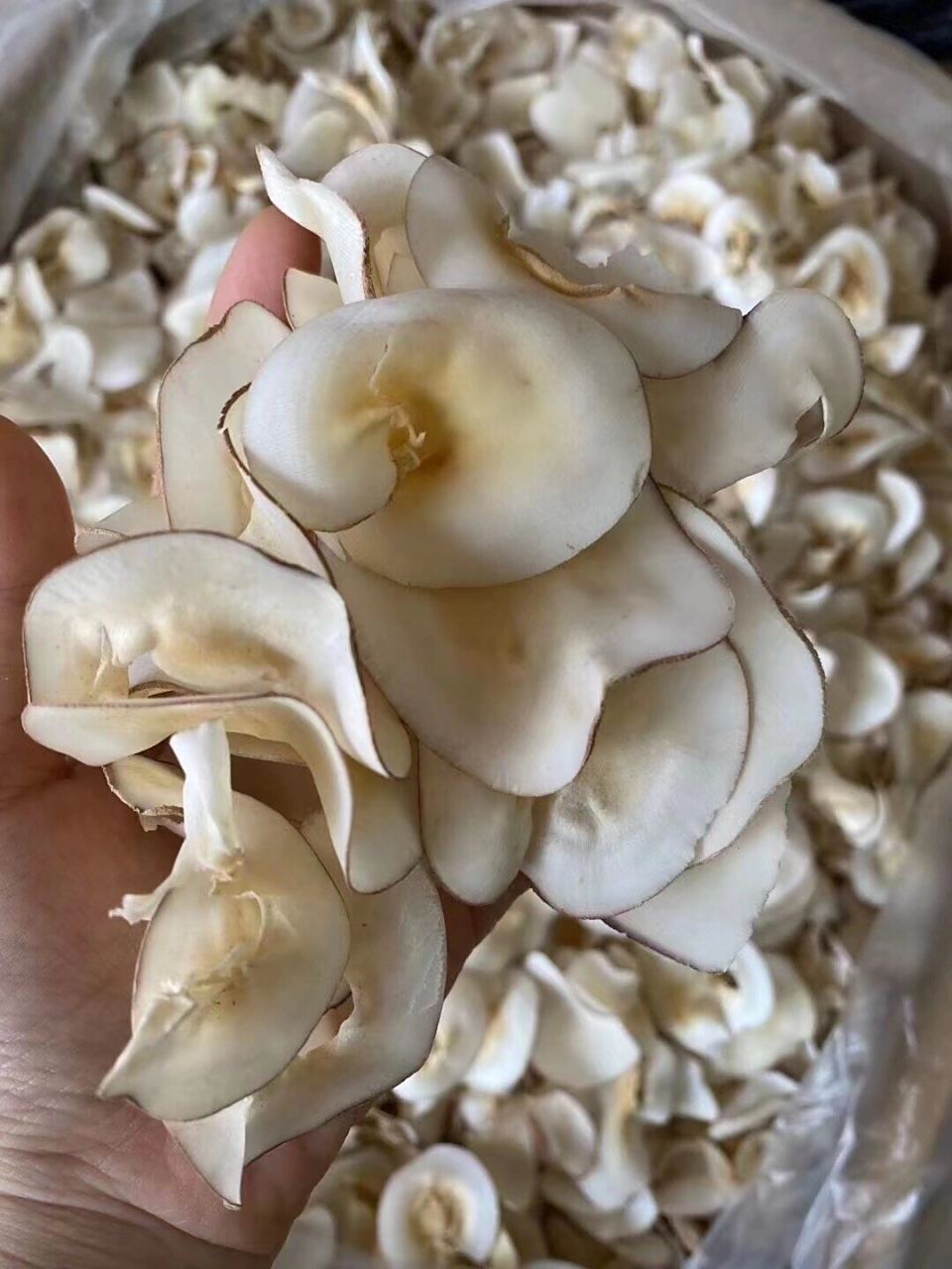 海底椰 润肺滋补 家中煲汤必备6015 泰国海底椰片,香味十足,有