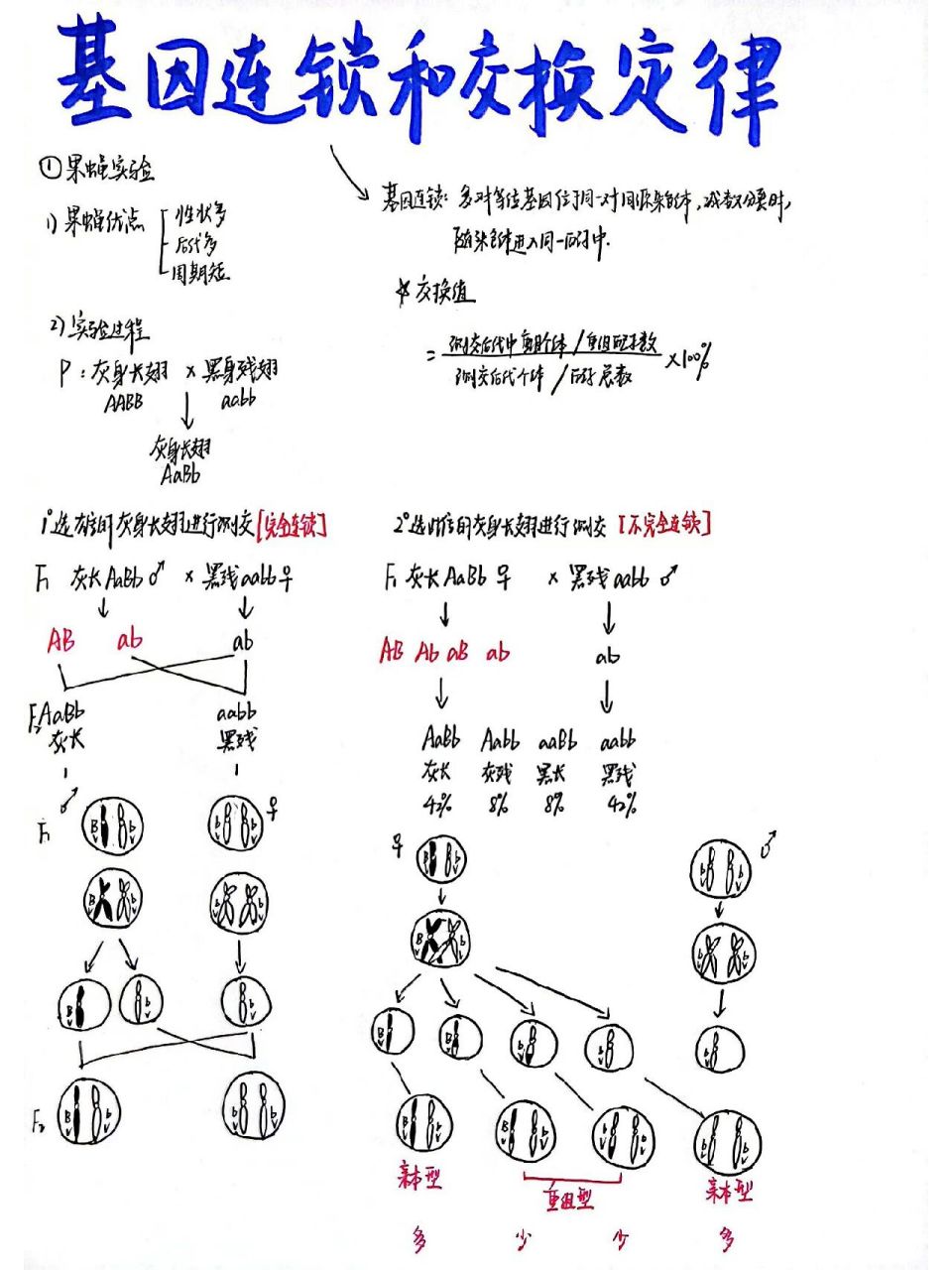 AaBb×AaBb遗传图图片