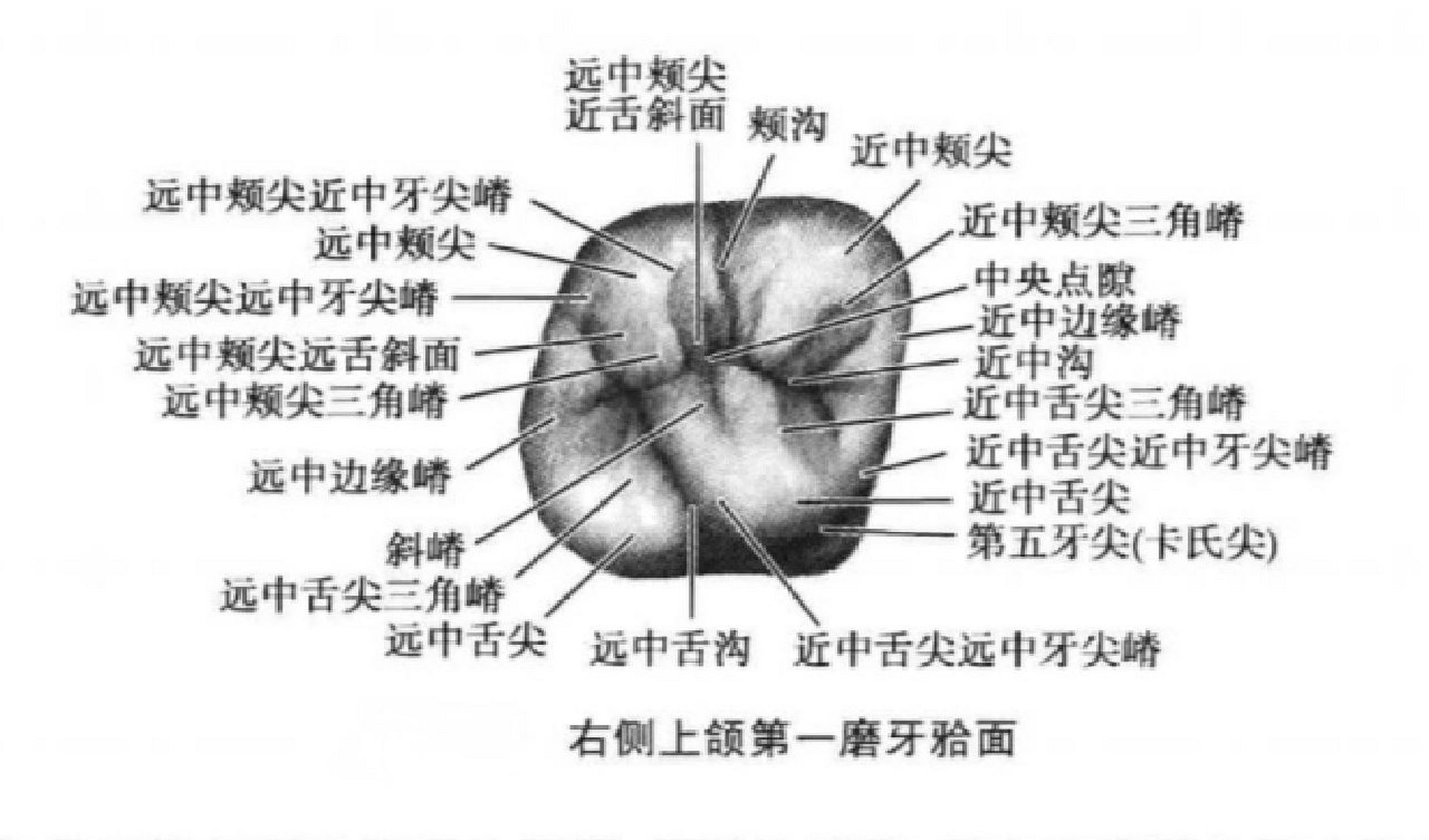 今天是上六     (1)颊面:略似梯形,近远中宽度大于颈高度,近中缘长而