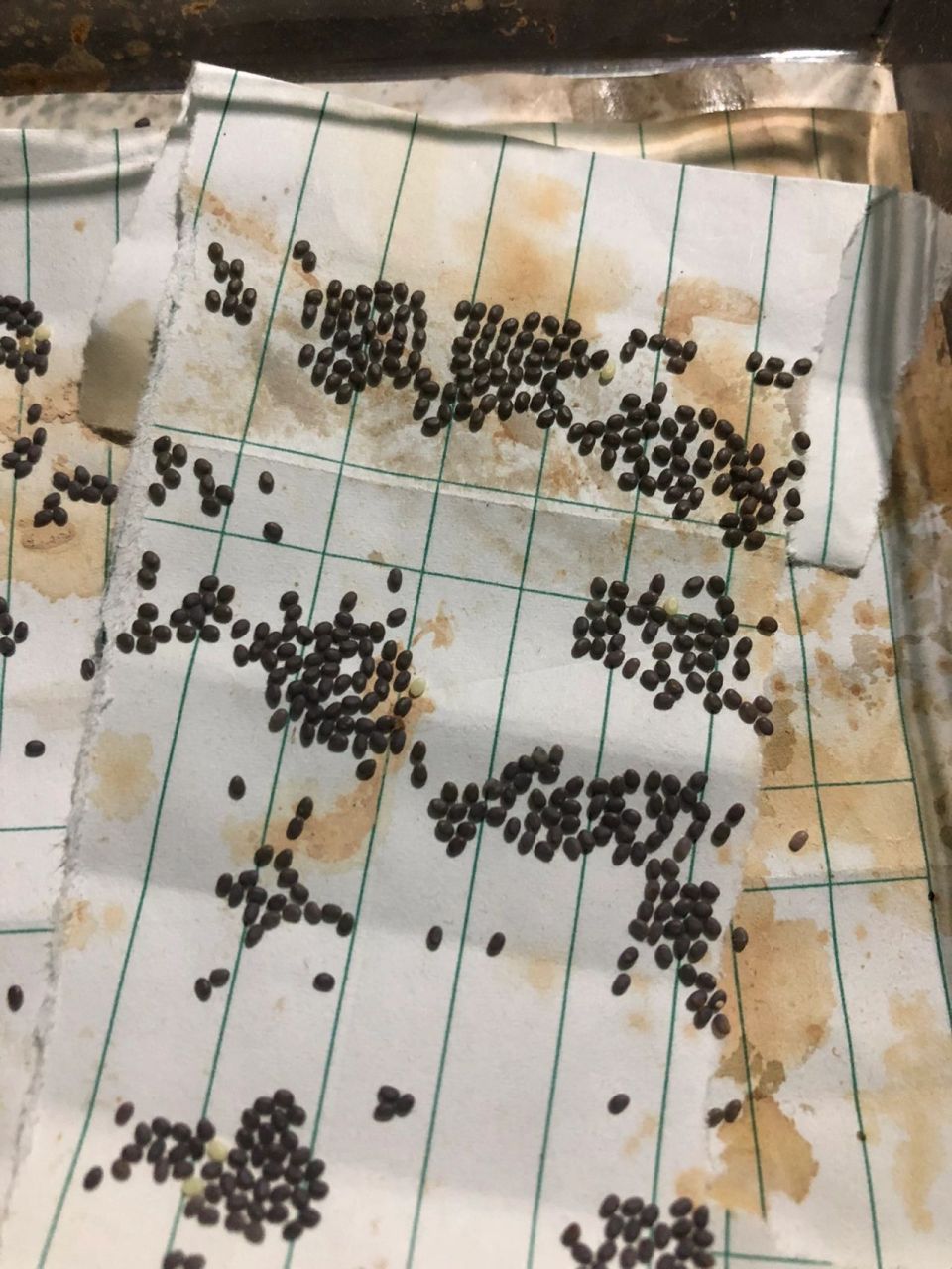 蚕卵如何孵化99 去年留了一批黑卵(没放冰箱),一只没出来.