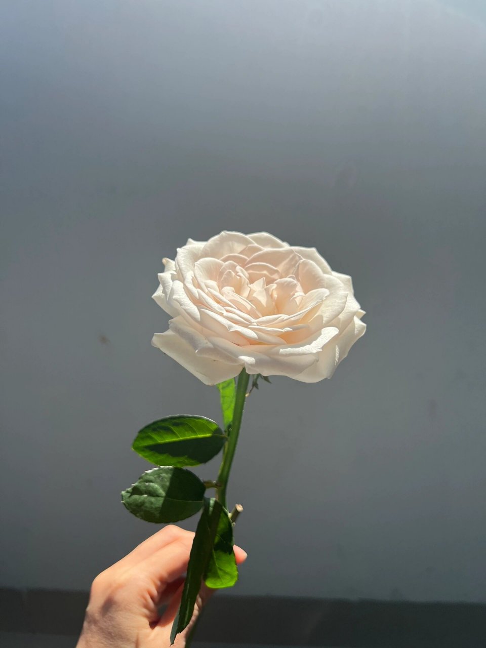 银色衬裙 单头玫瑰 2023.