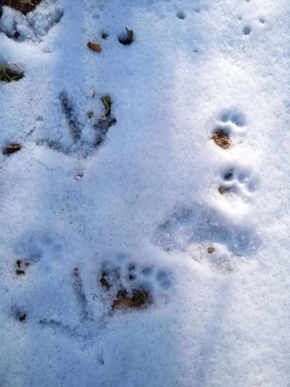 雪地中各种动物脚印图片