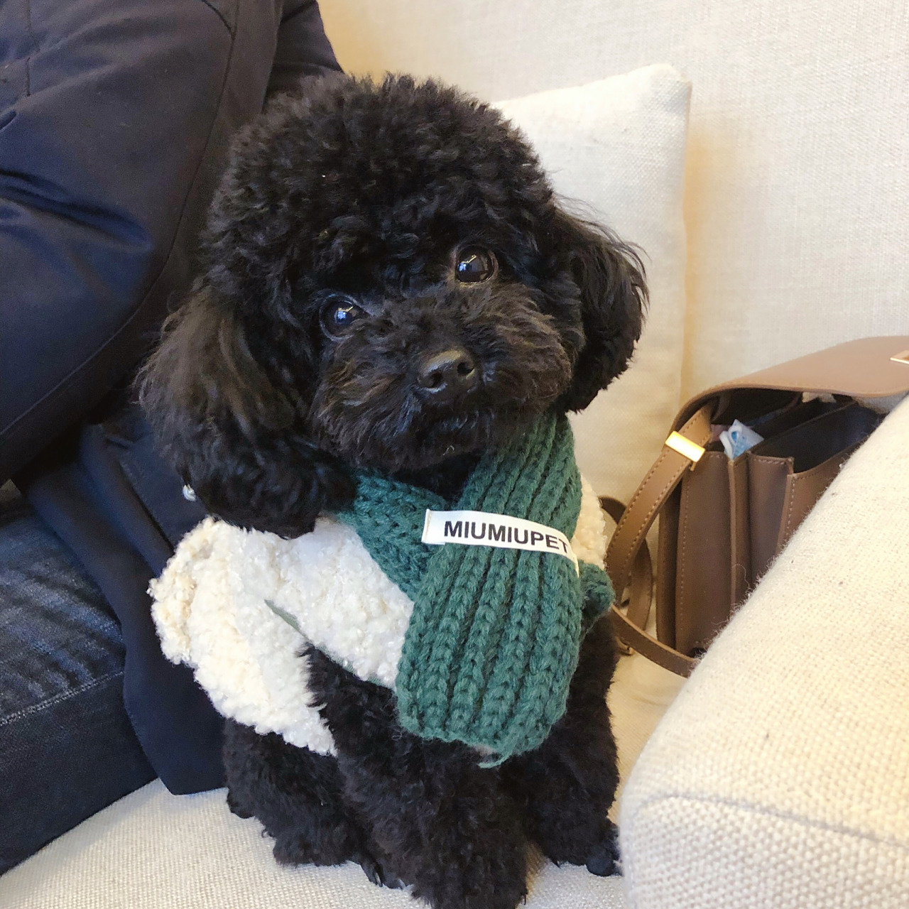 黑泰迪 狗子可乖了!黑泰迪唯一的缺点,就是不好拍照