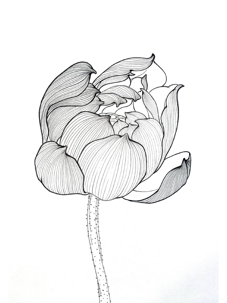 老罗国画:荷花白描系列no.3 原创图像,喜欢的自取.都是同道,不必客气.