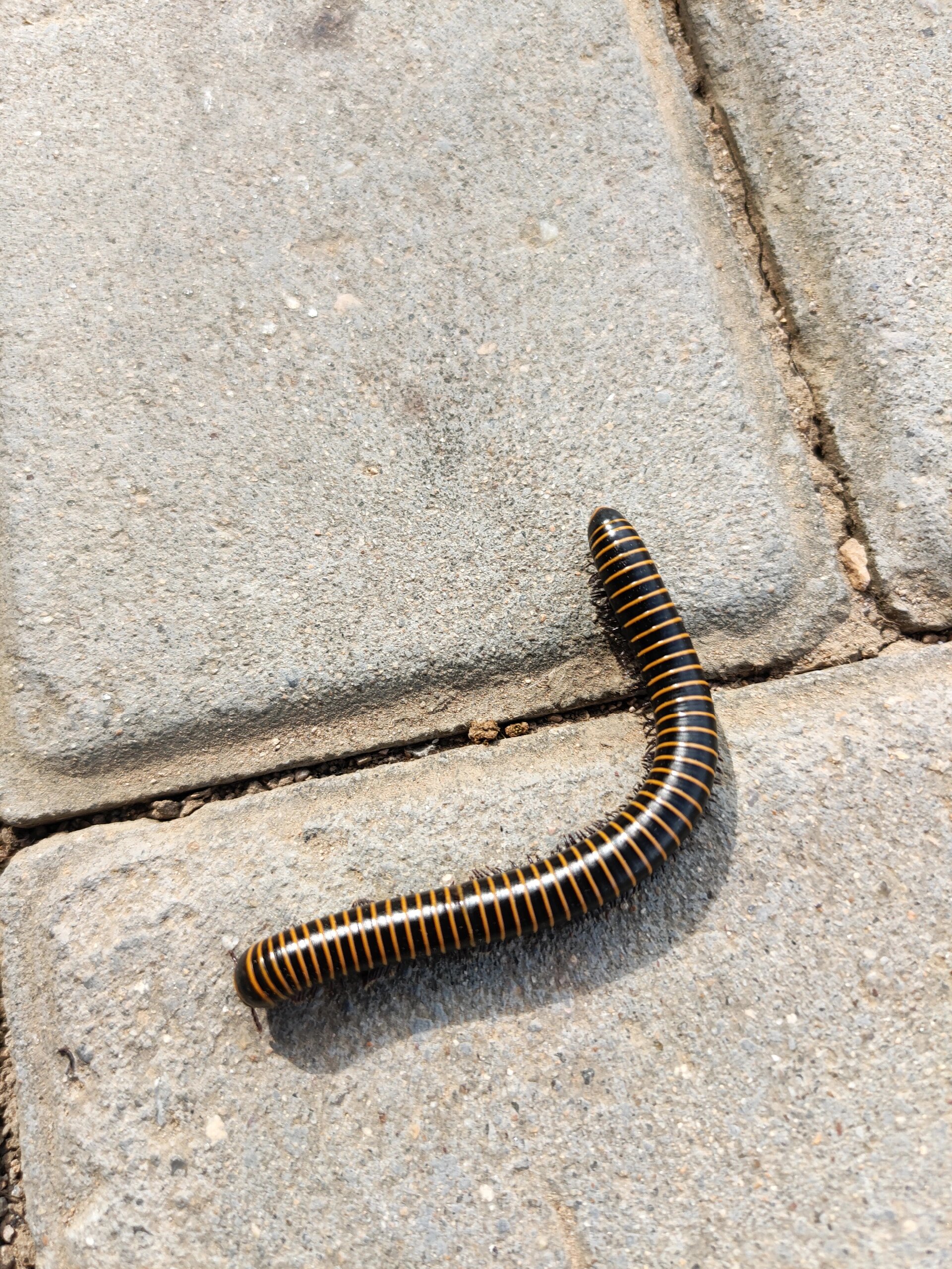 动物小科普——马陆