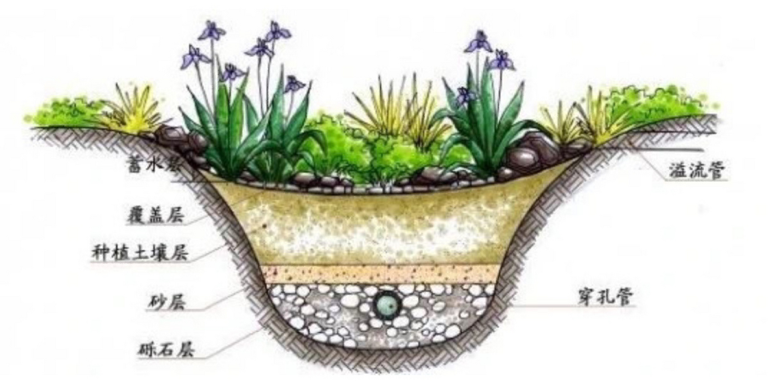 雨水花园植物如何配置 常用耐水湿乔木有:湿地松,水杉,落羽杉,池杉