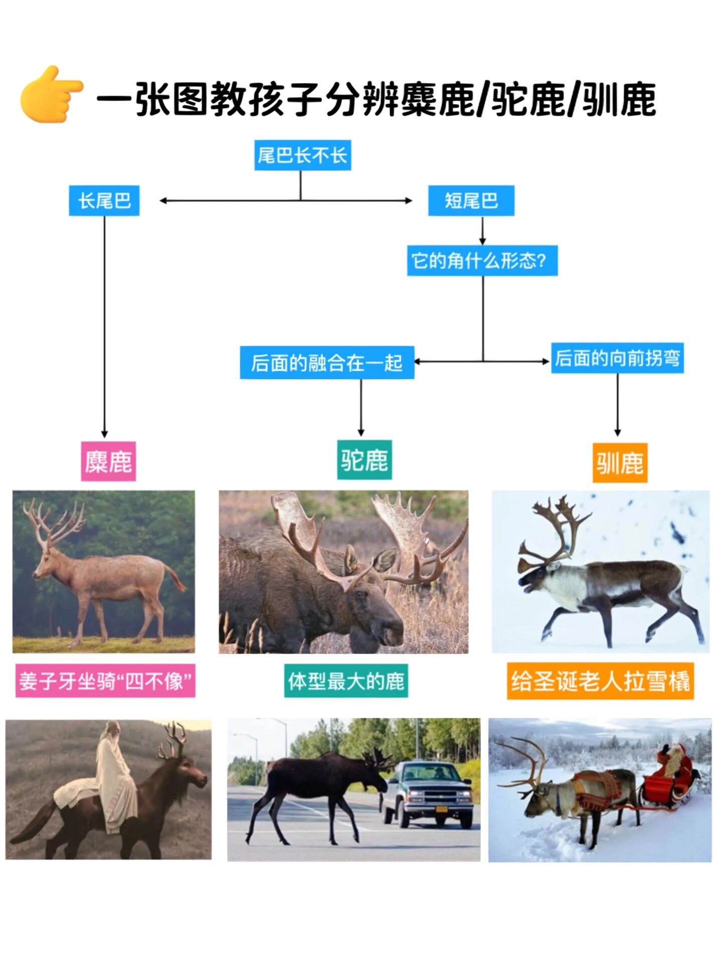 一张图教孩子分辨麋鹿/驼鹿/驯鹿