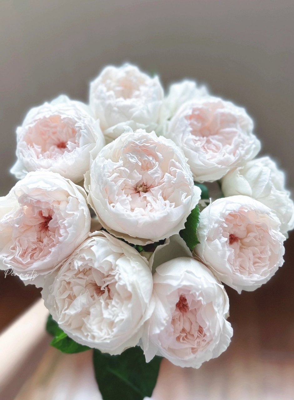 about rose95可爱瓷96       花如其名 可可爱爱圆圆润润的瓷包子