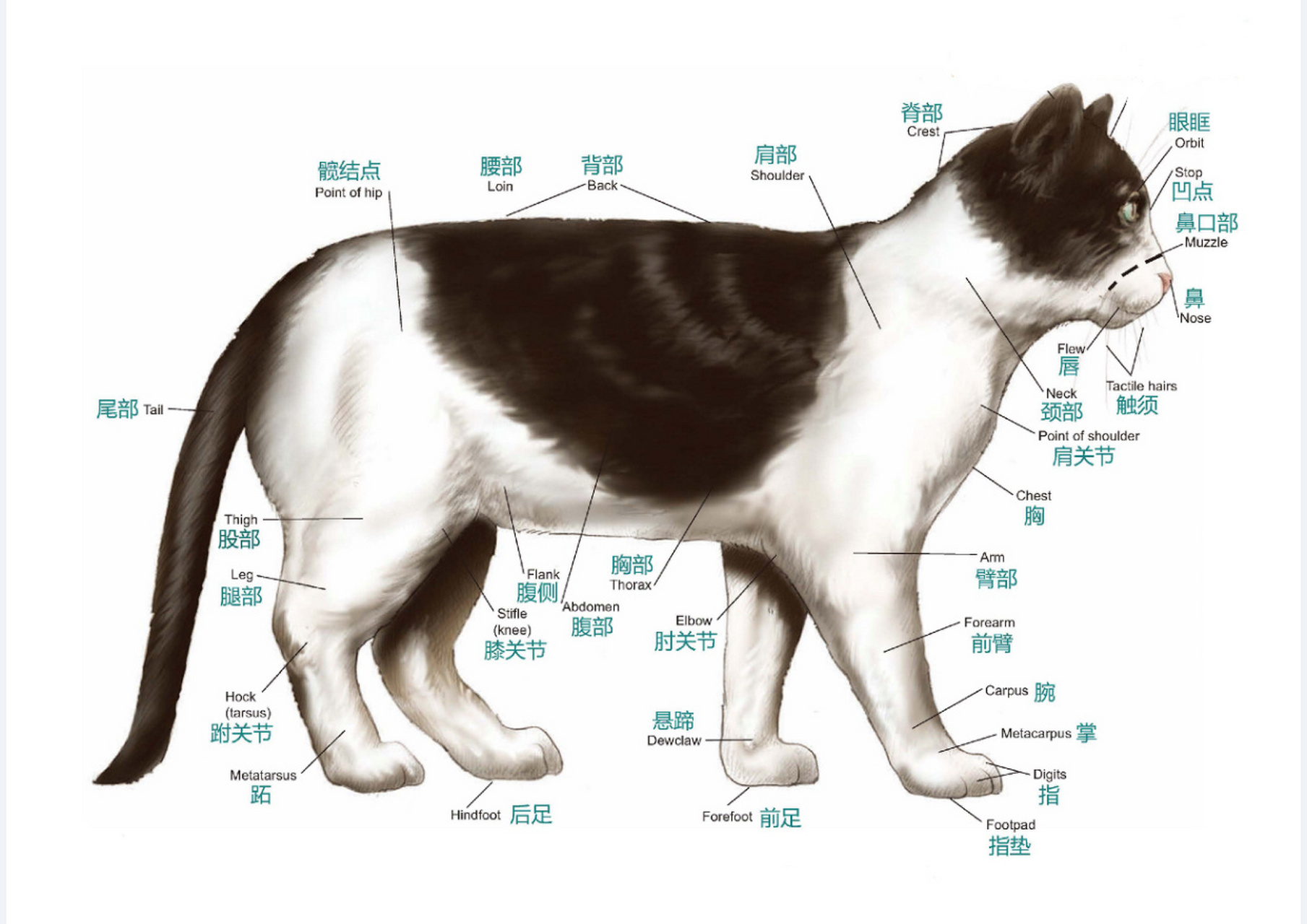 猫的解剖图及各部名称图片
