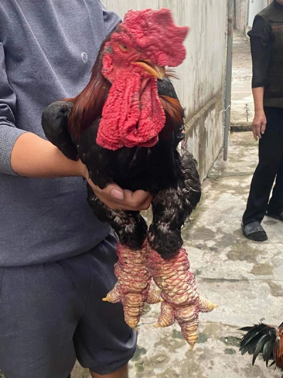 越南大脚鸡94 越南东涛鸡 越南东涛鸡(dong tao)的腿就是这么怪异