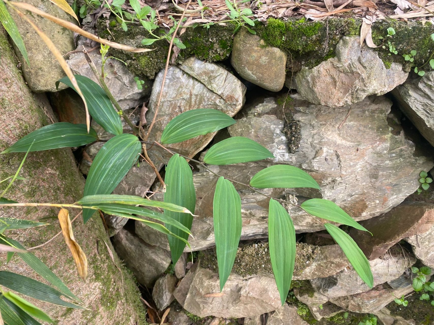 多花黄精 在院子里树旁边发现的看见叶子好看就没有当野草除掉留着.