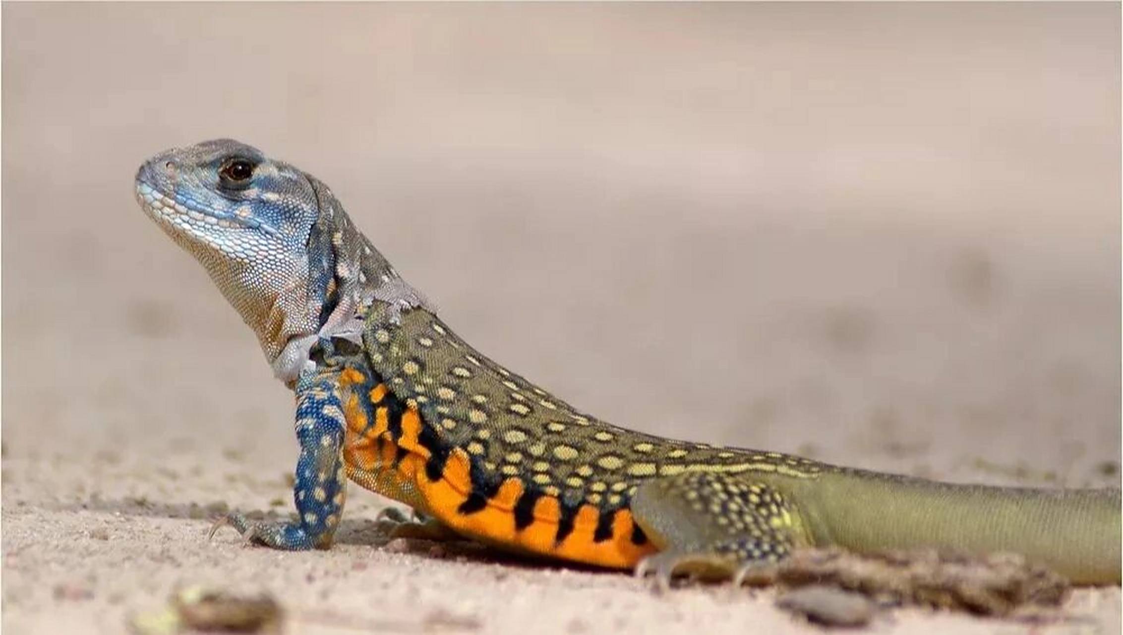 你们都去抢雷公马吧,我的坡马又漂亮,砍树还快