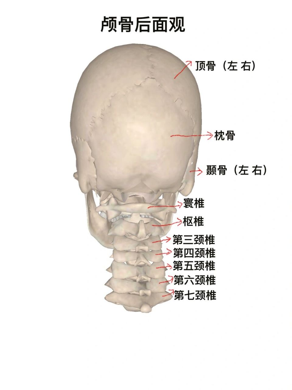 颅骨在头部位置图图片