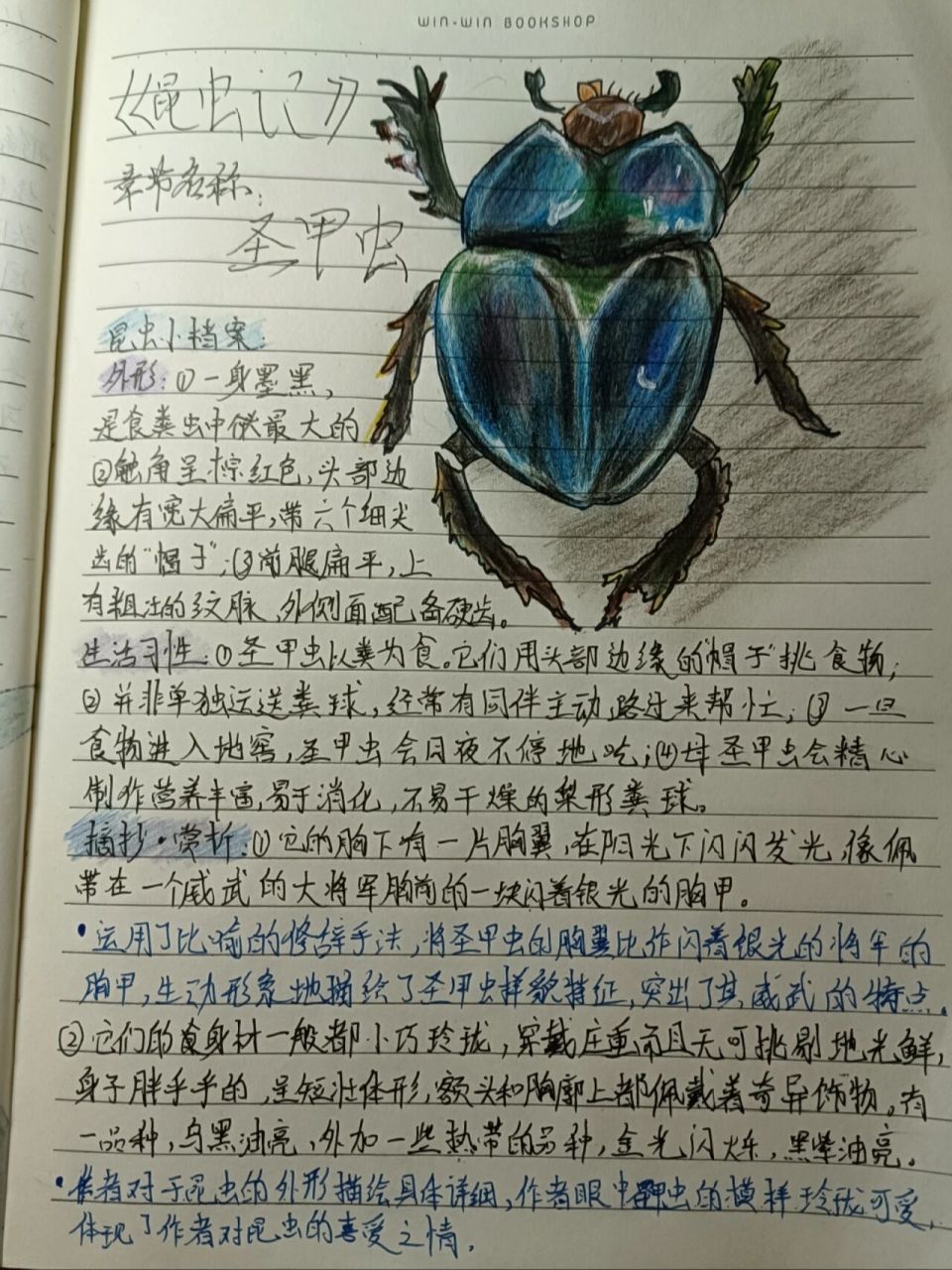 昆虫记圣甲虫读书笔记图片