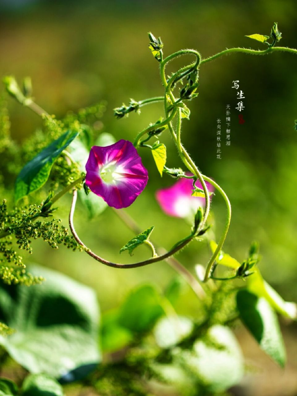 探索植物—野生圆叶牵牛花 【植物百科】 圆叶牵牛(学名