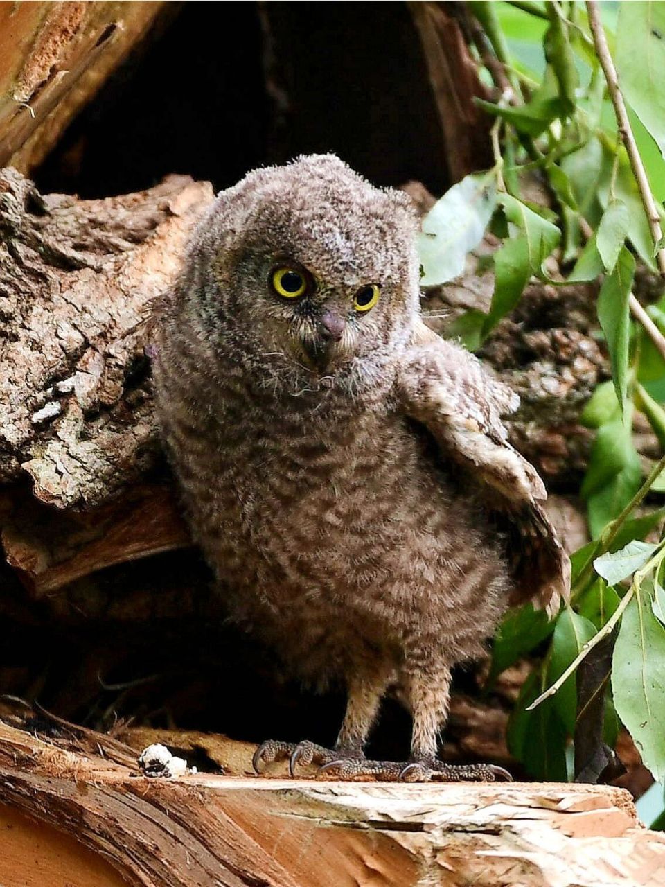 红角鸮 红角鸮《中国鸟类野外手册》编号229(学名:otus sunia):是鸱 