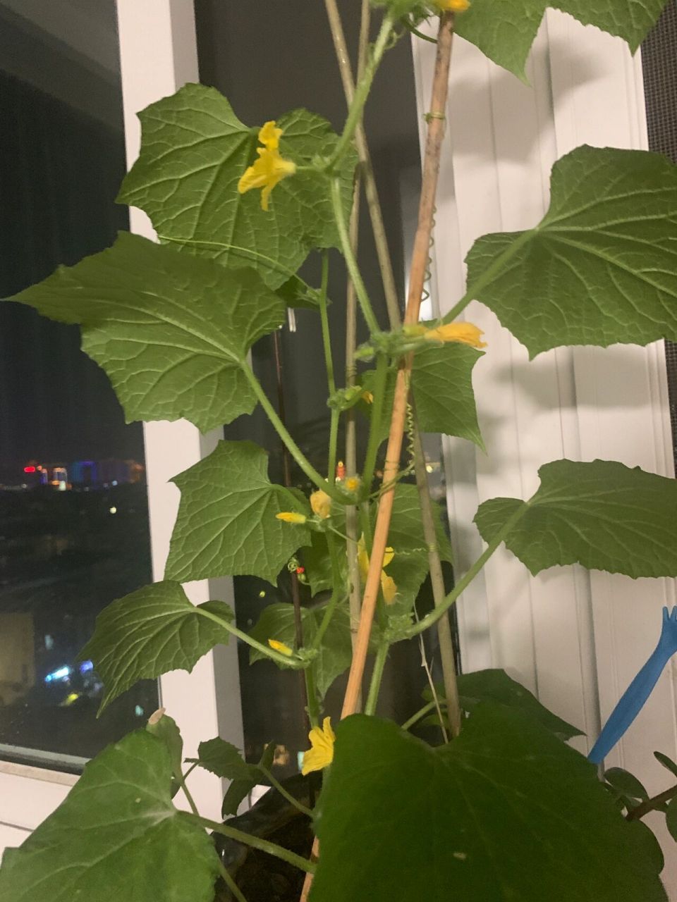 黄瓜花越开越多 全是雄花 一个小黄瓜也没有 我妈说,她生的都是儿子