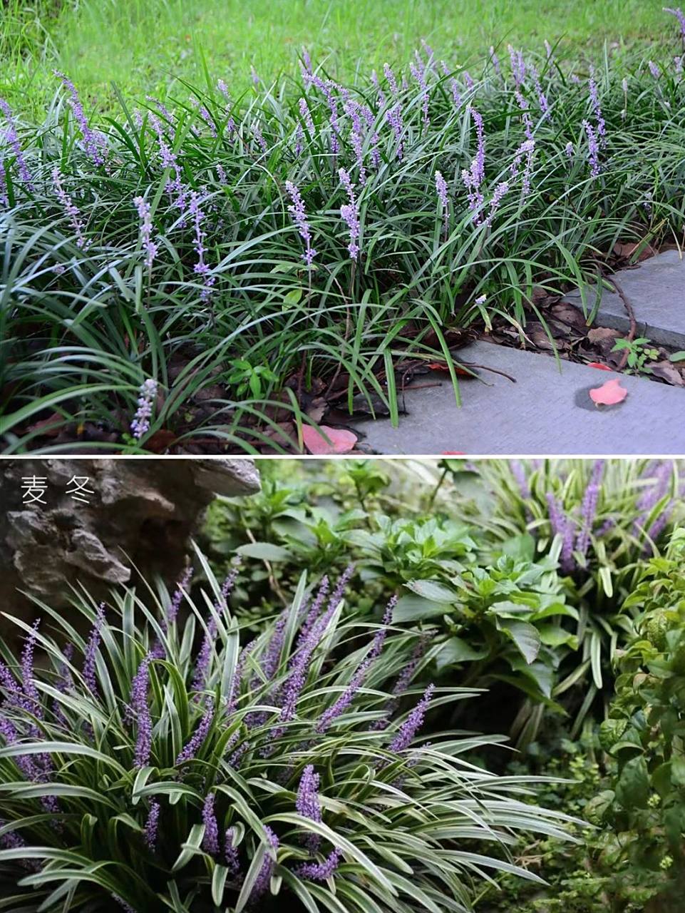 植物分享|三款常绿耐阴耐寒免修剪地被 北方最大的问题是冬季枯黄