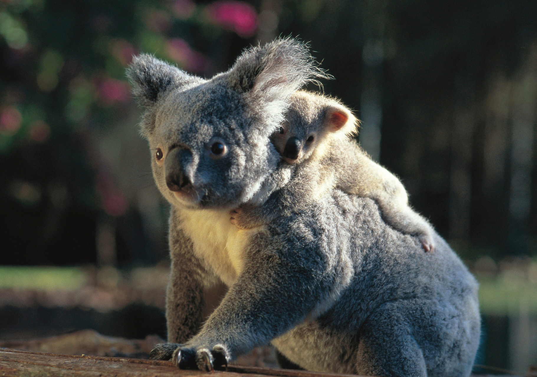 冷知识# 考拉吃桉树叶不是因为喜欢,而是实在是抢不过别人,只能吃