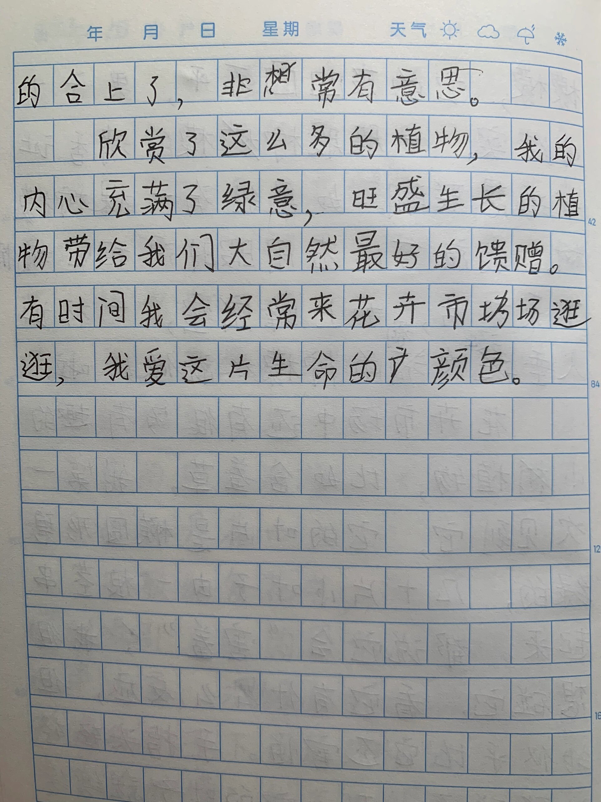 长寿花观察日记图片