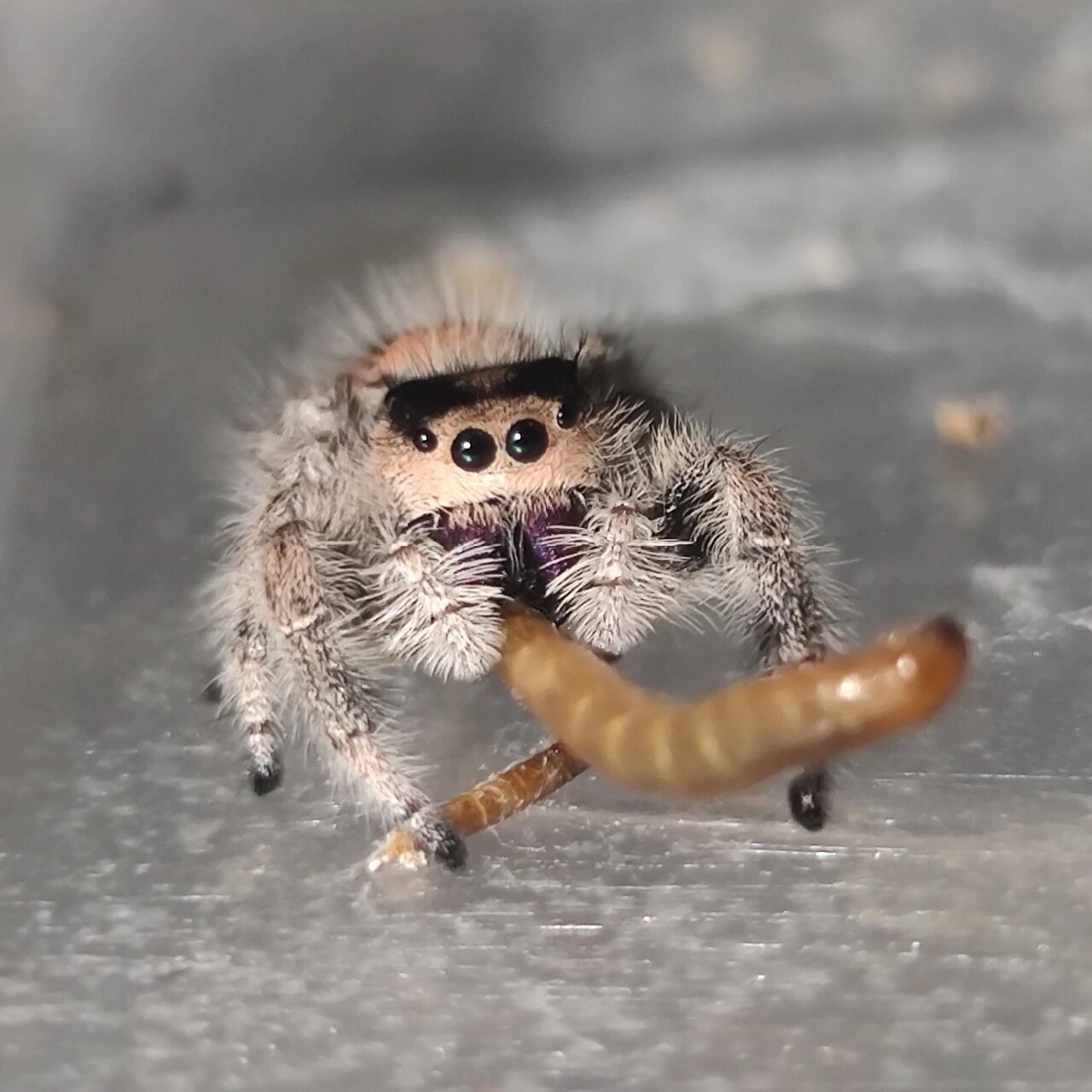 橙佛跳蛛|她会抱着虫虫吃饭哎!可爱昏了!