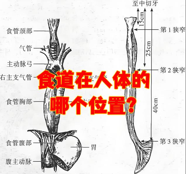 食道在人体的哪个位置?