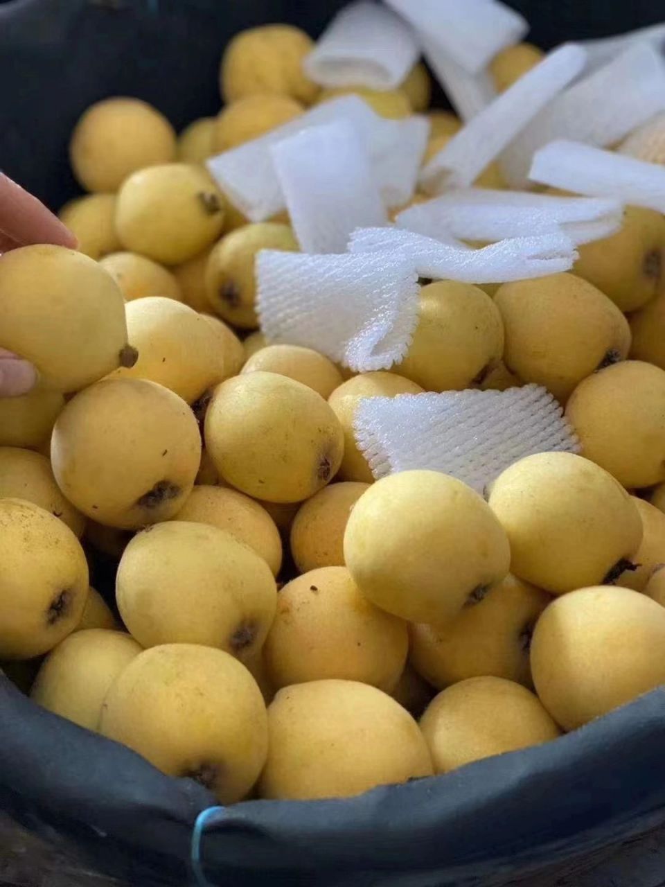 莆田常太枇杷|贵妃白梨 枇杷中的爱马仕 91白梨枇杷 	 藏在晚春里的
