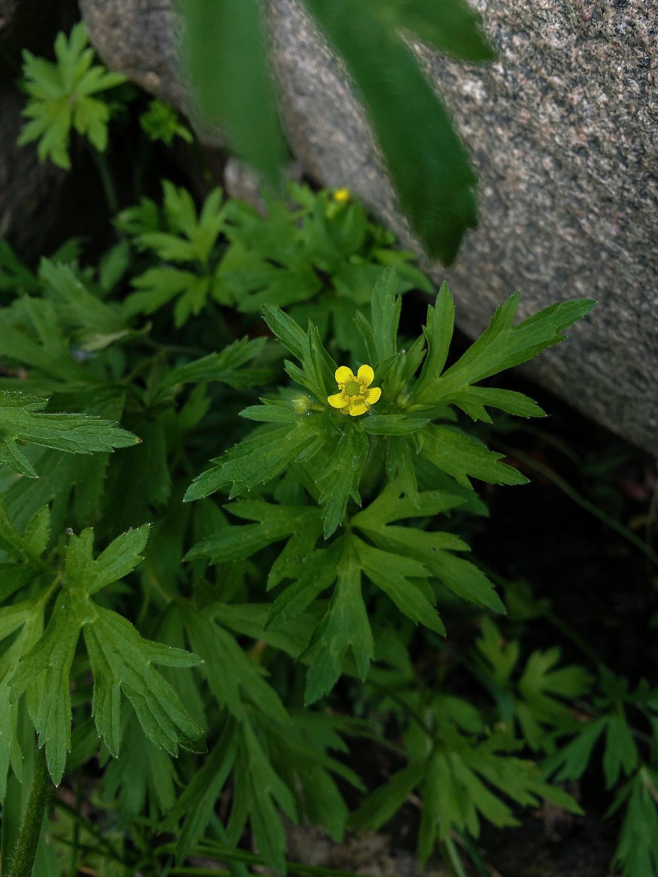 茴茴蒜 毛茛科毛茛属 泰山