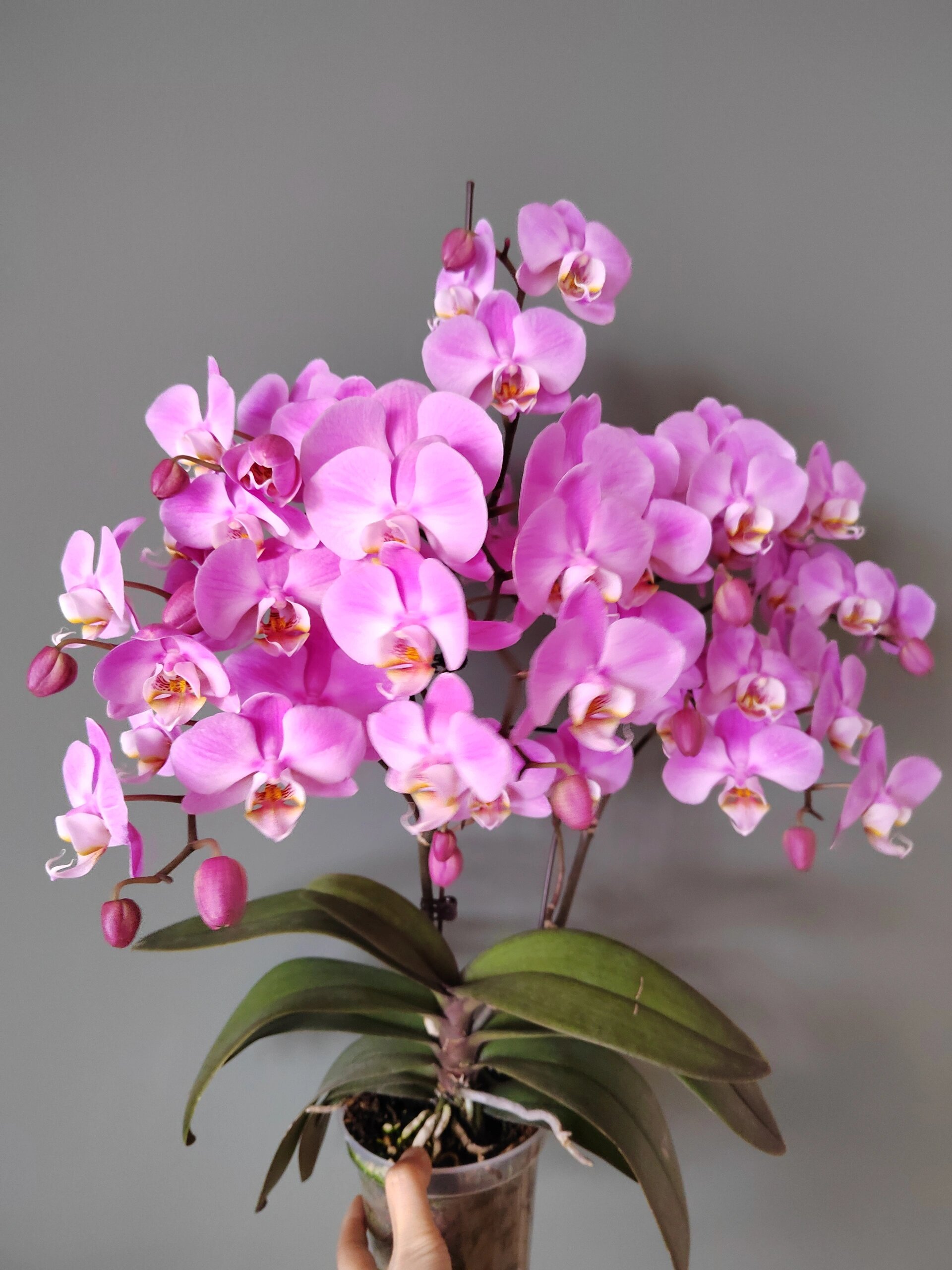 密尔沃基蝴蝶兰,花量大,绚烂美 特别喜欢蝴蝶兰密尔沃基,养了一年,64