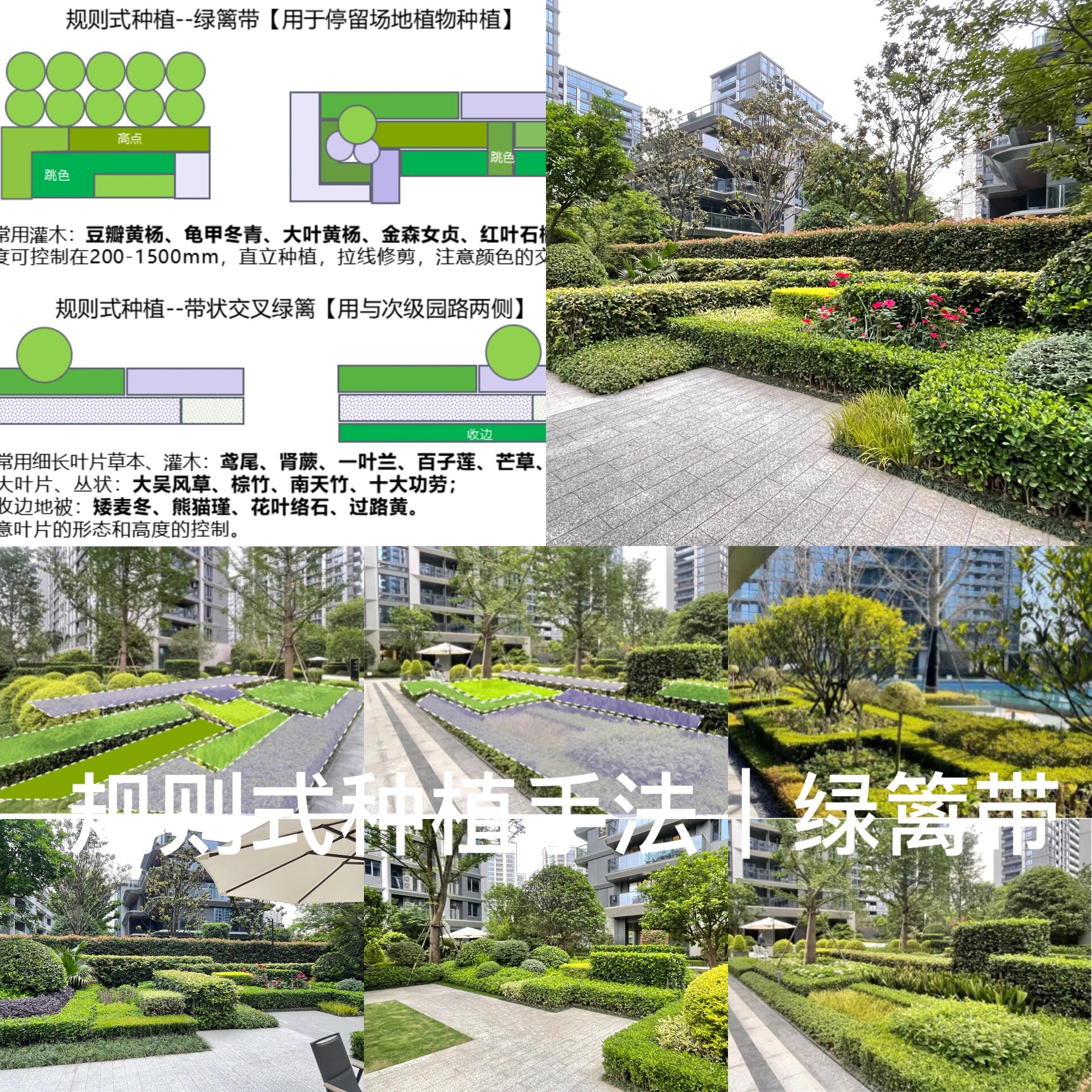 植物搭配—规则式种植|绿篱带