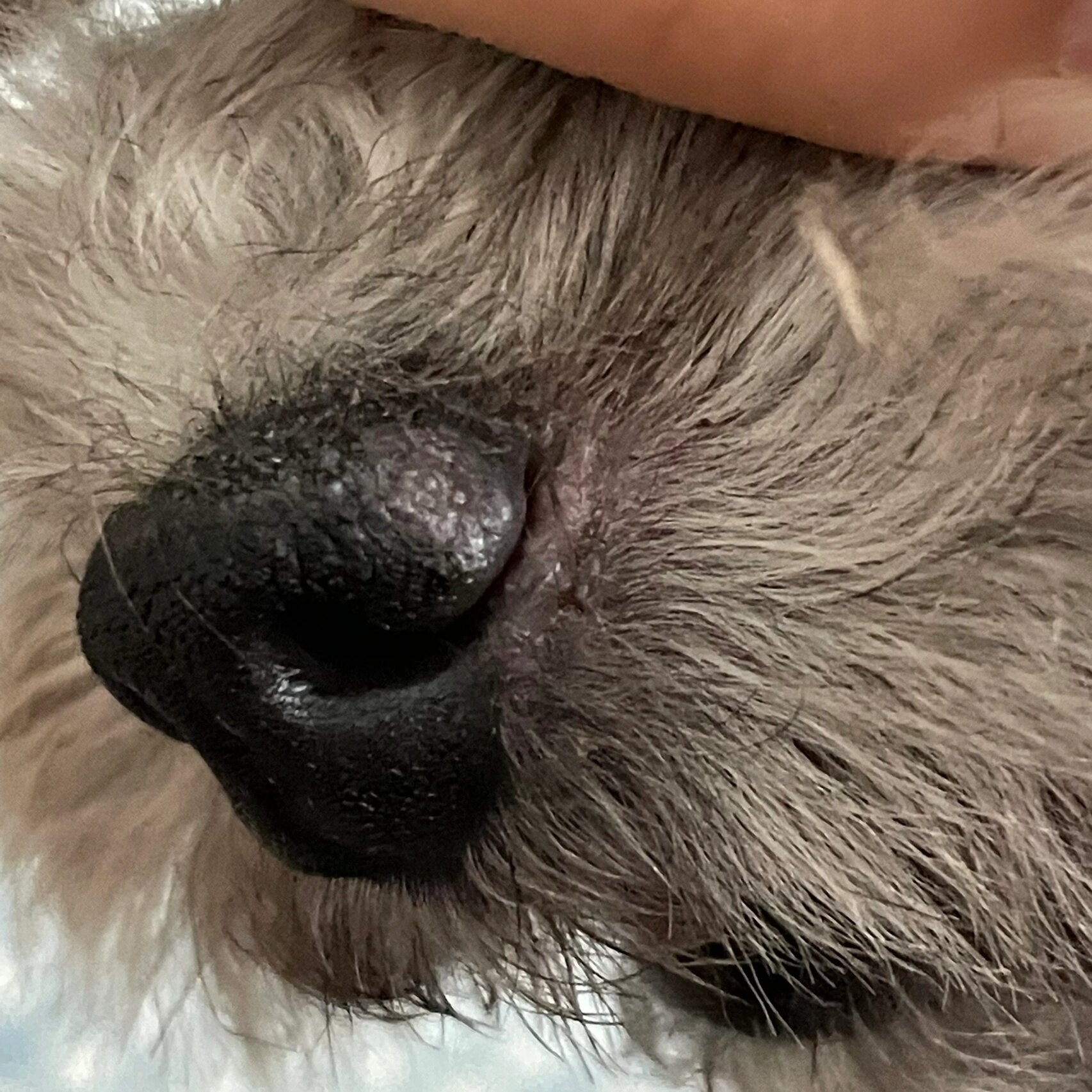 狗狗鼻子👃脱皮