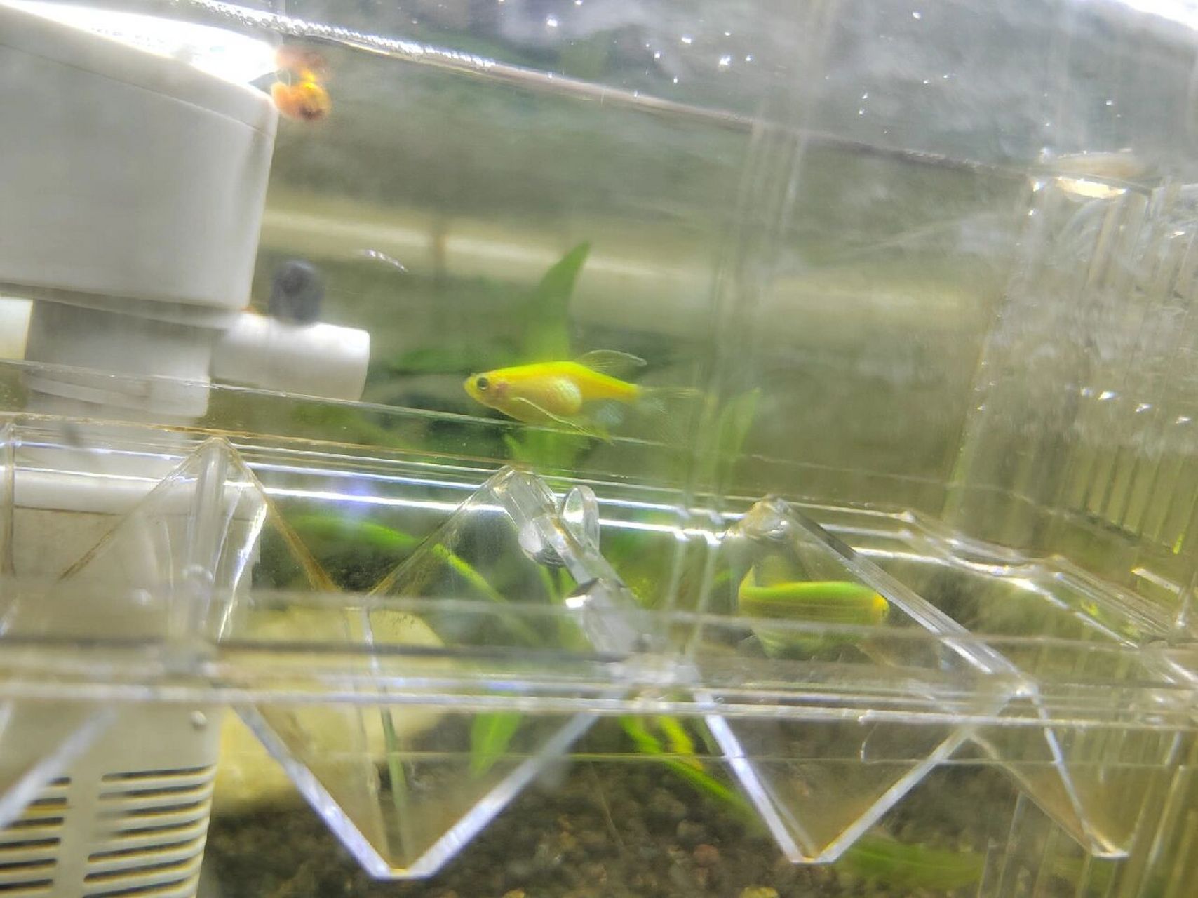 斑马鱼这是怀孕了吧 把公鱼和母鱼放一起好久了,一直没产卵