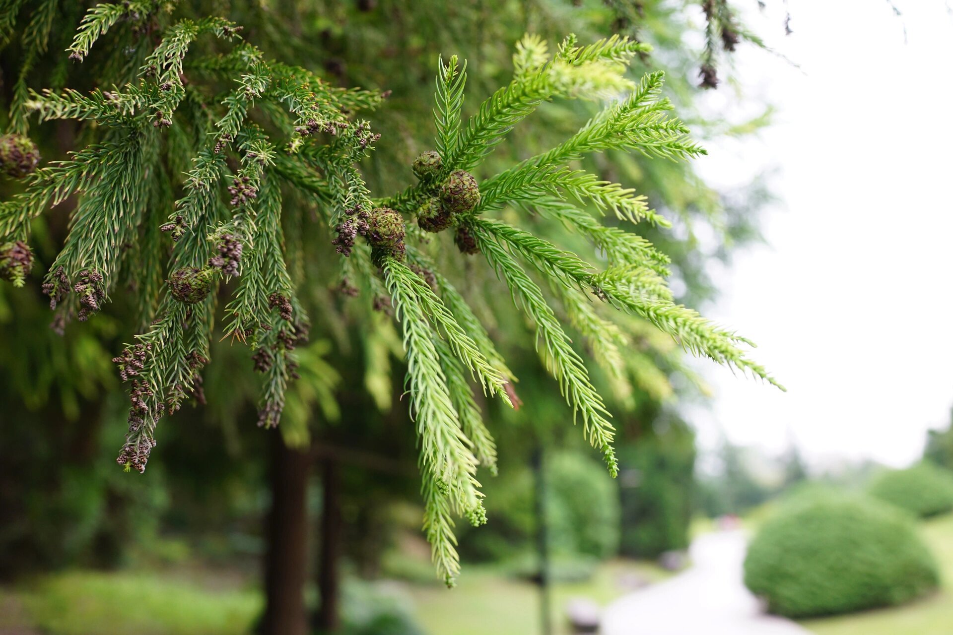 柳杉|长叶孔雀松 柳杉,又名长叶孔雀松,柏科柳杉属高大常绿乔木.