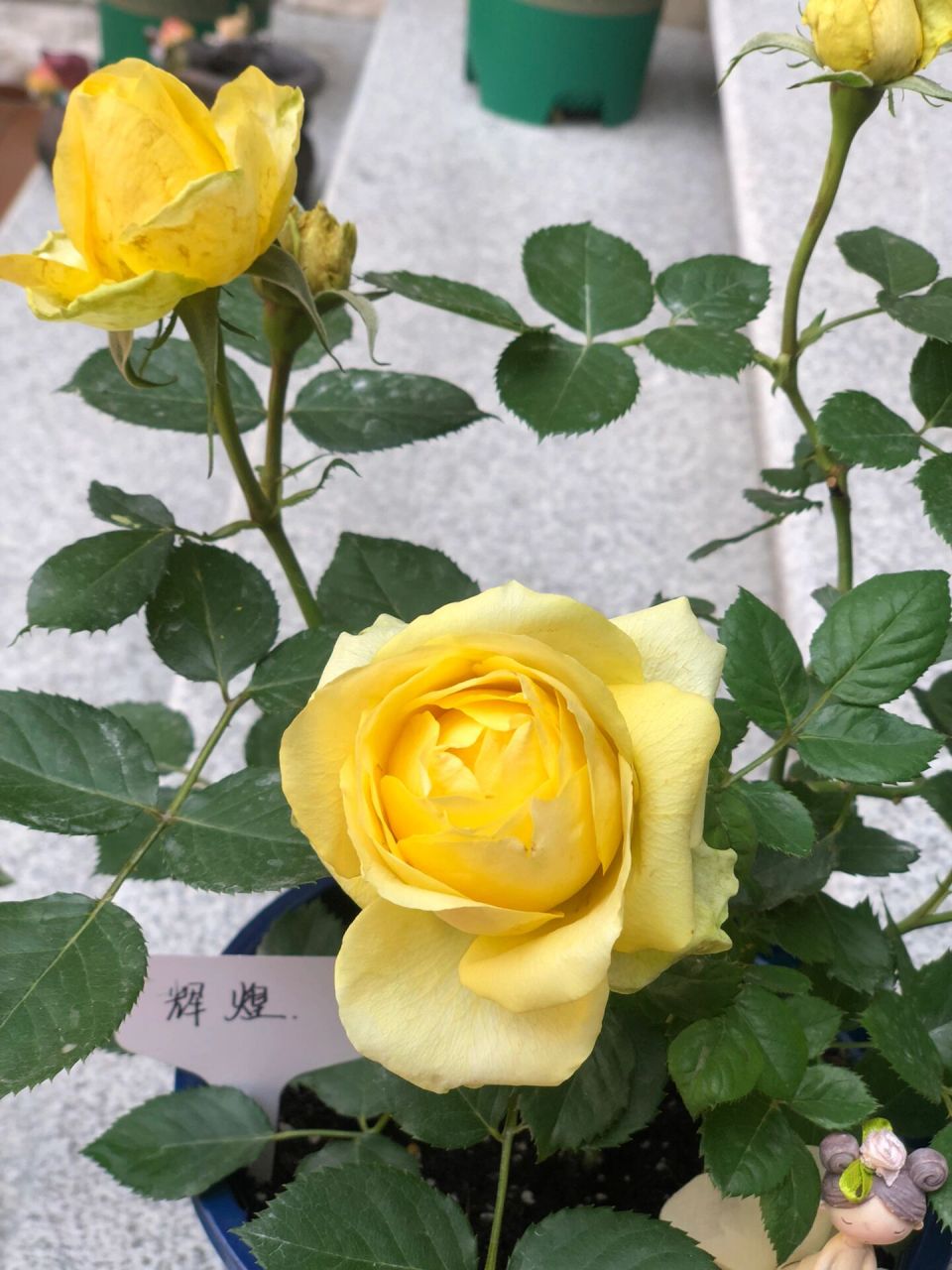 宝藏月季———辉煌 这盆花是入坑初期买来的,大概在今年二月份,当时