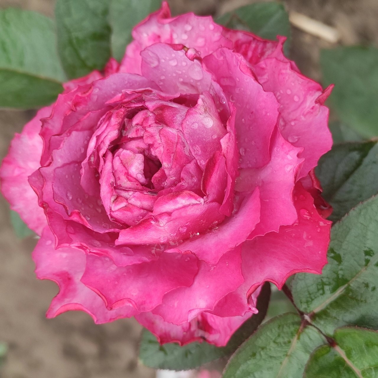 雨后樱花飘月季