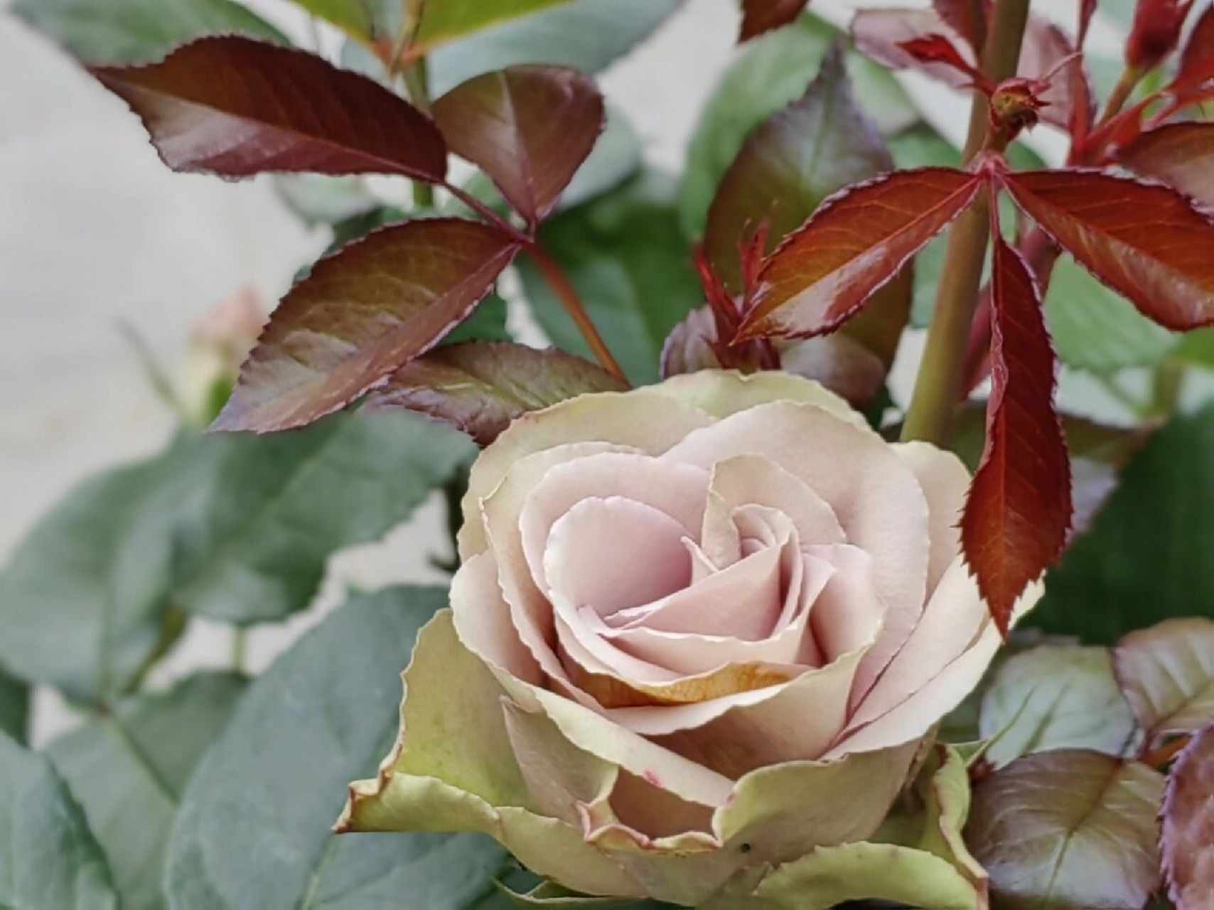 5971515日,山居月季之"荷兰老人" 南院的盆栽月季都开的闹热,色彩