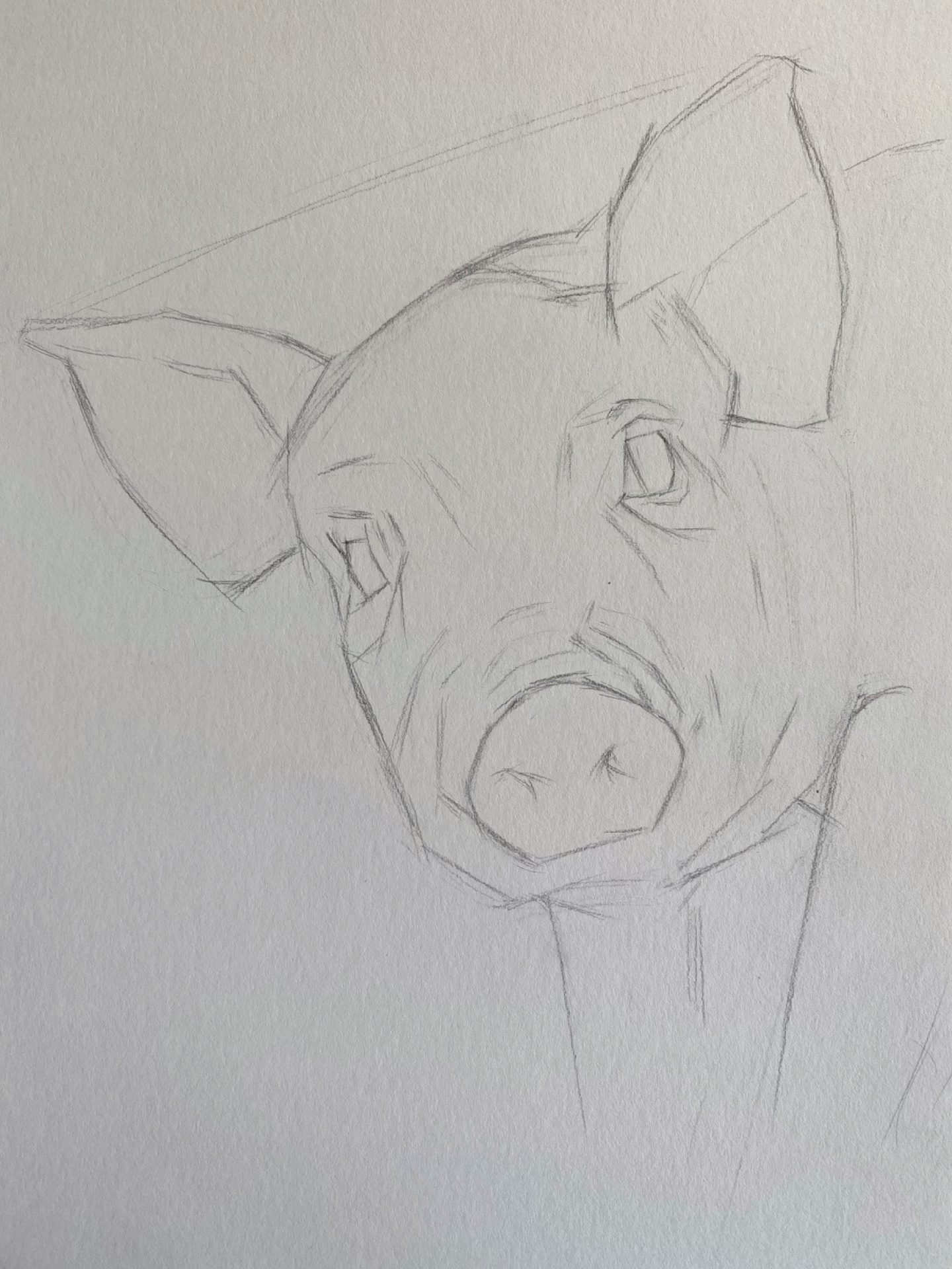 动物素描-小猪 及一些绘画步骤