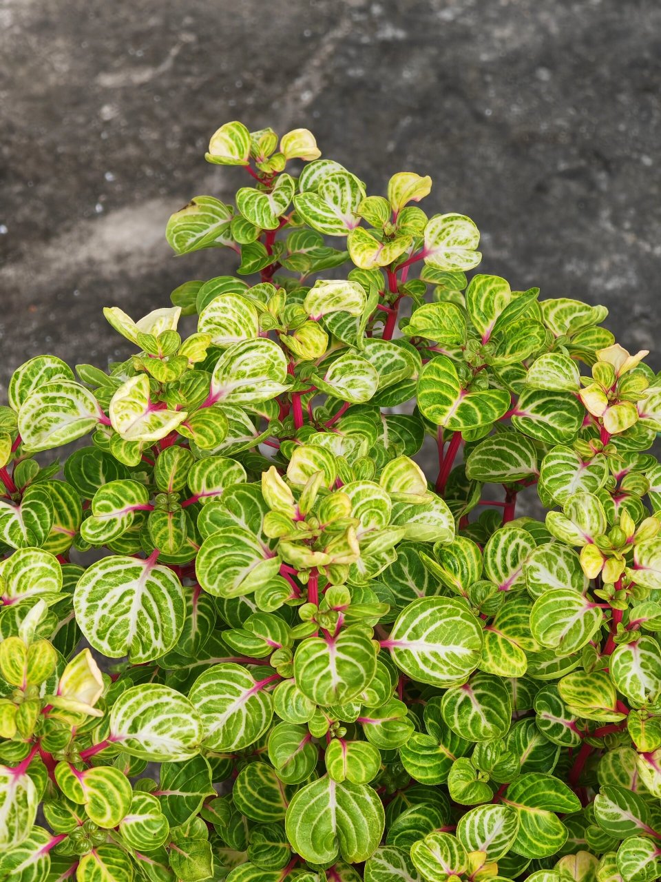 巨好养的钱多多/锦叶血苋 超级无敌巨好养,种在花箱里露天养护,风吹