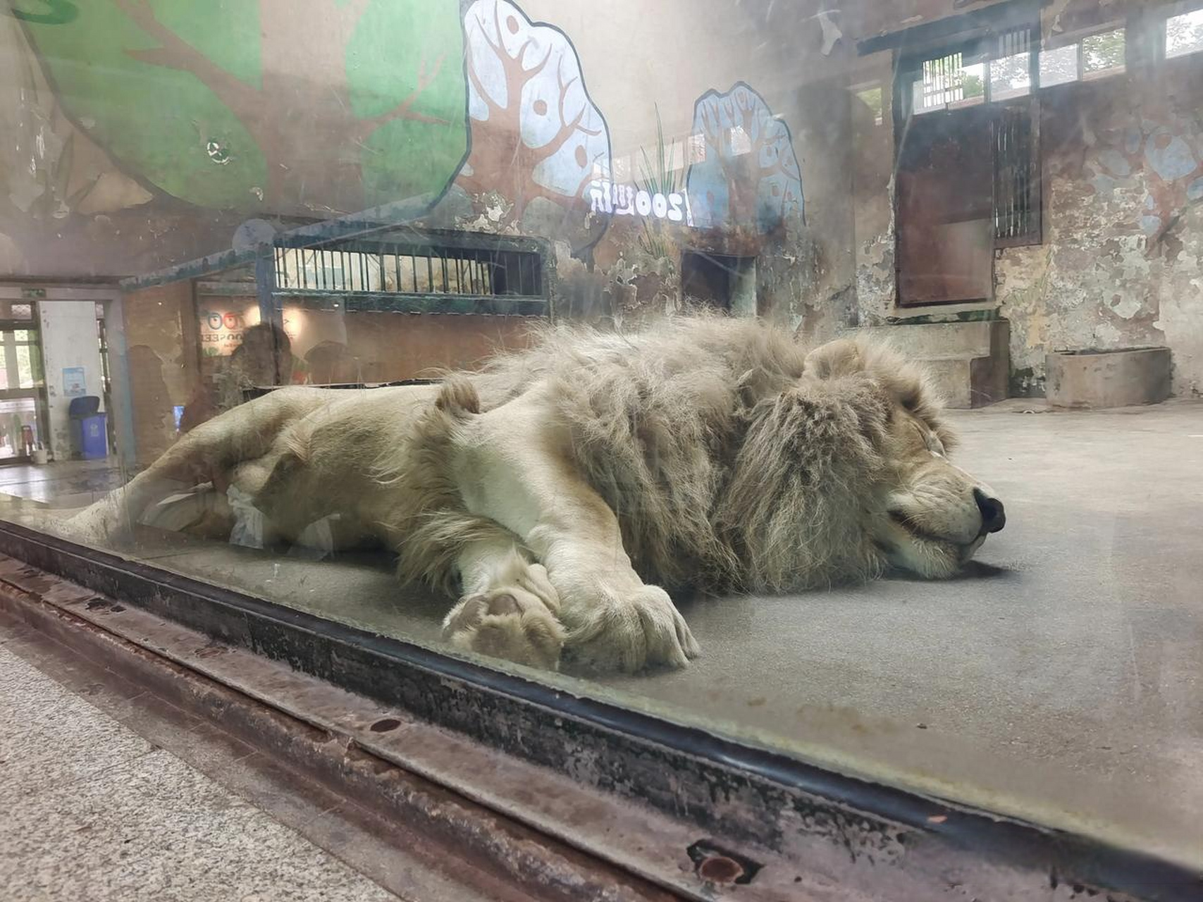 天津動物園,來看獅子老虎了!