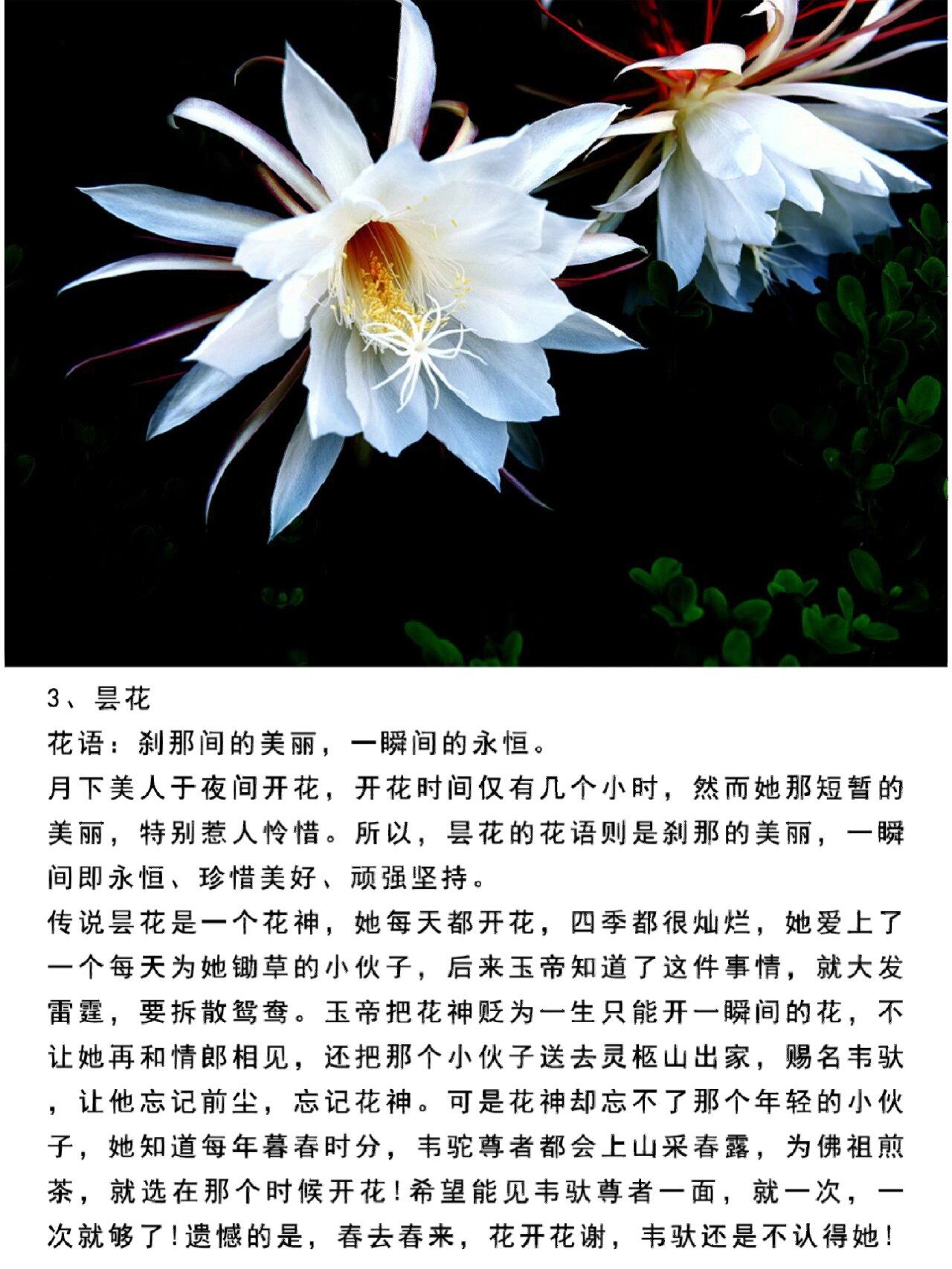 十大悲伤花语之最,不要随便送人了