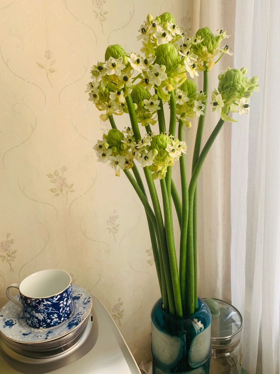 这个天鹅绒花很好看 每周都去花市买鲜花,总是买百合,玫瑰,洋桔梗,这