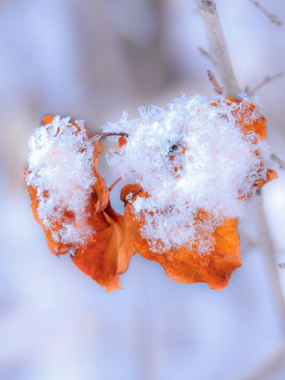 超好看的下雪背景图分享 今天给大家分享一组雪景背景图 我个人是很