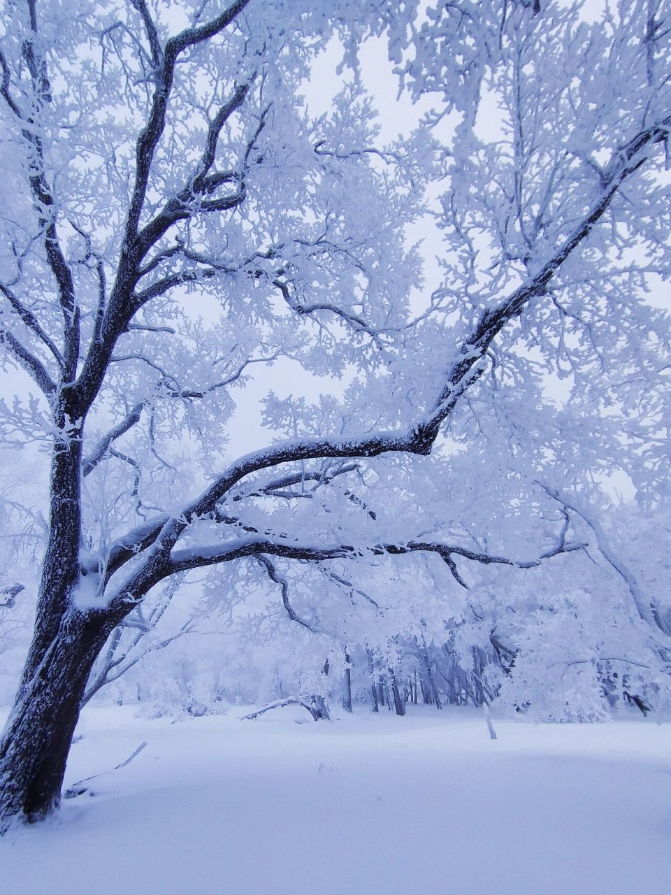 雪后的美丽树挂,让我又忍不住转发了 今年东北的雪格外的大,有时一下