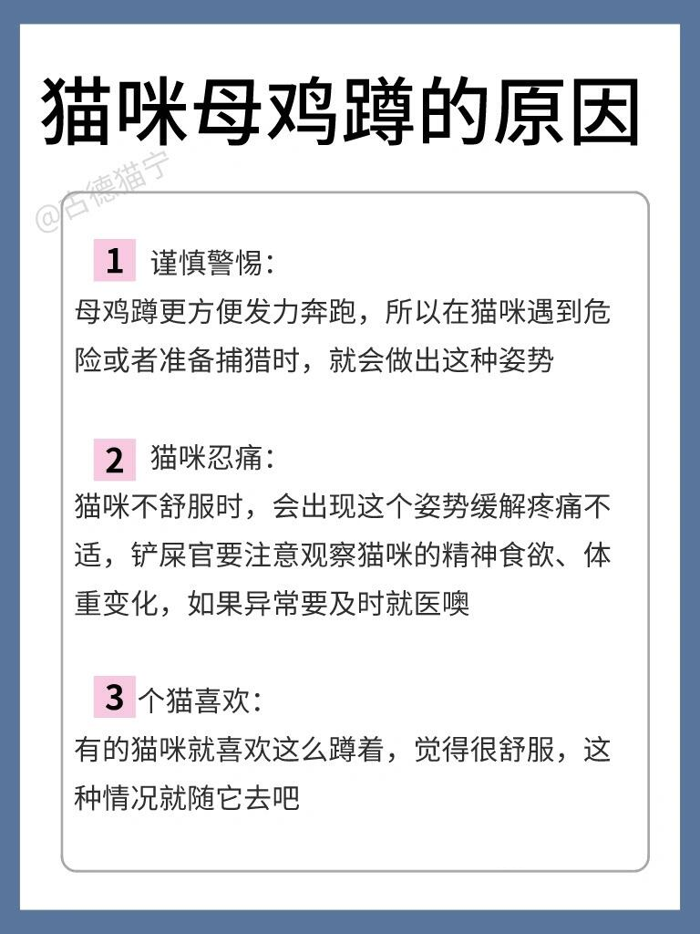 农民揣和母鸡蹲的区别图片