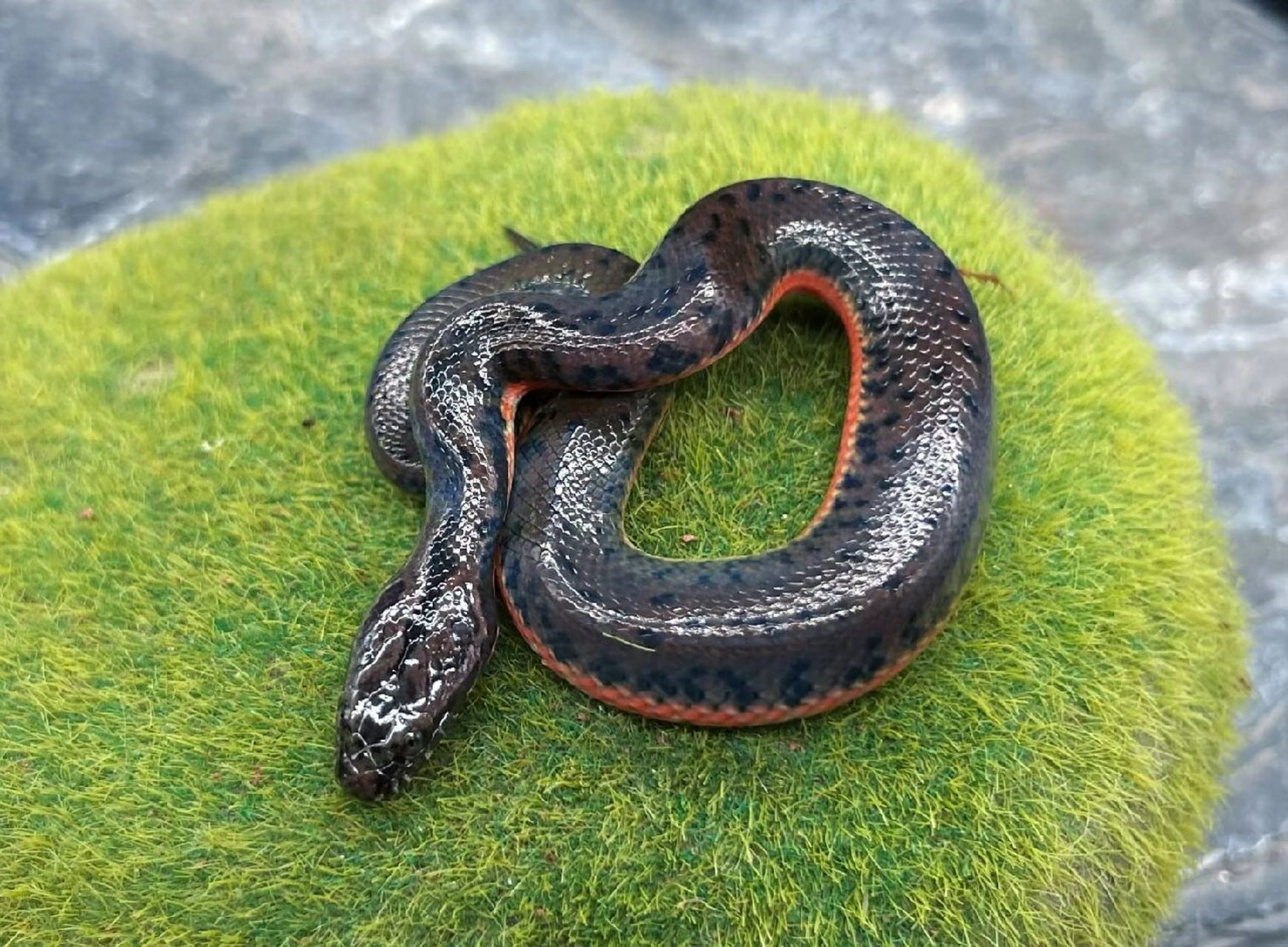 【新手福利】人工赤练华游苗,金边水蛇苗,温顺好养无毒吃小鱼或切块